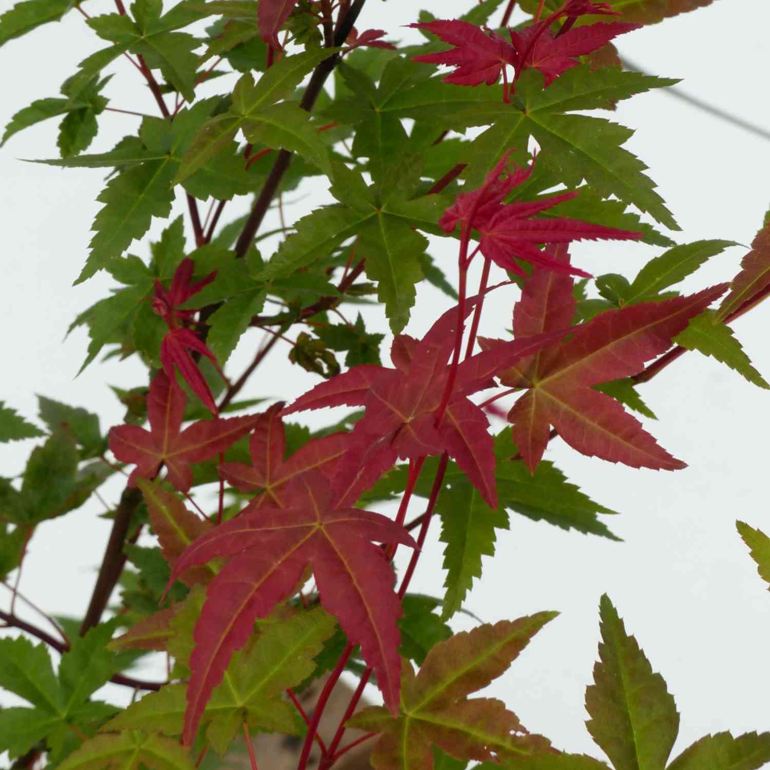 Fächerahorn 'Beni-Maiko'