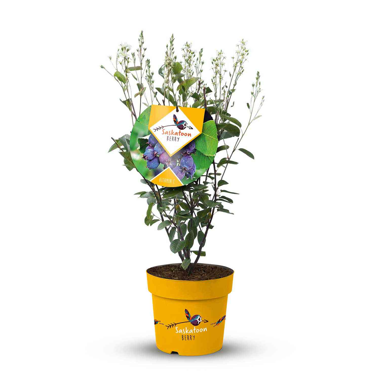 Saskatoonbeere  - Frucht-Felsenbirne 'Saskatoon Berry®'