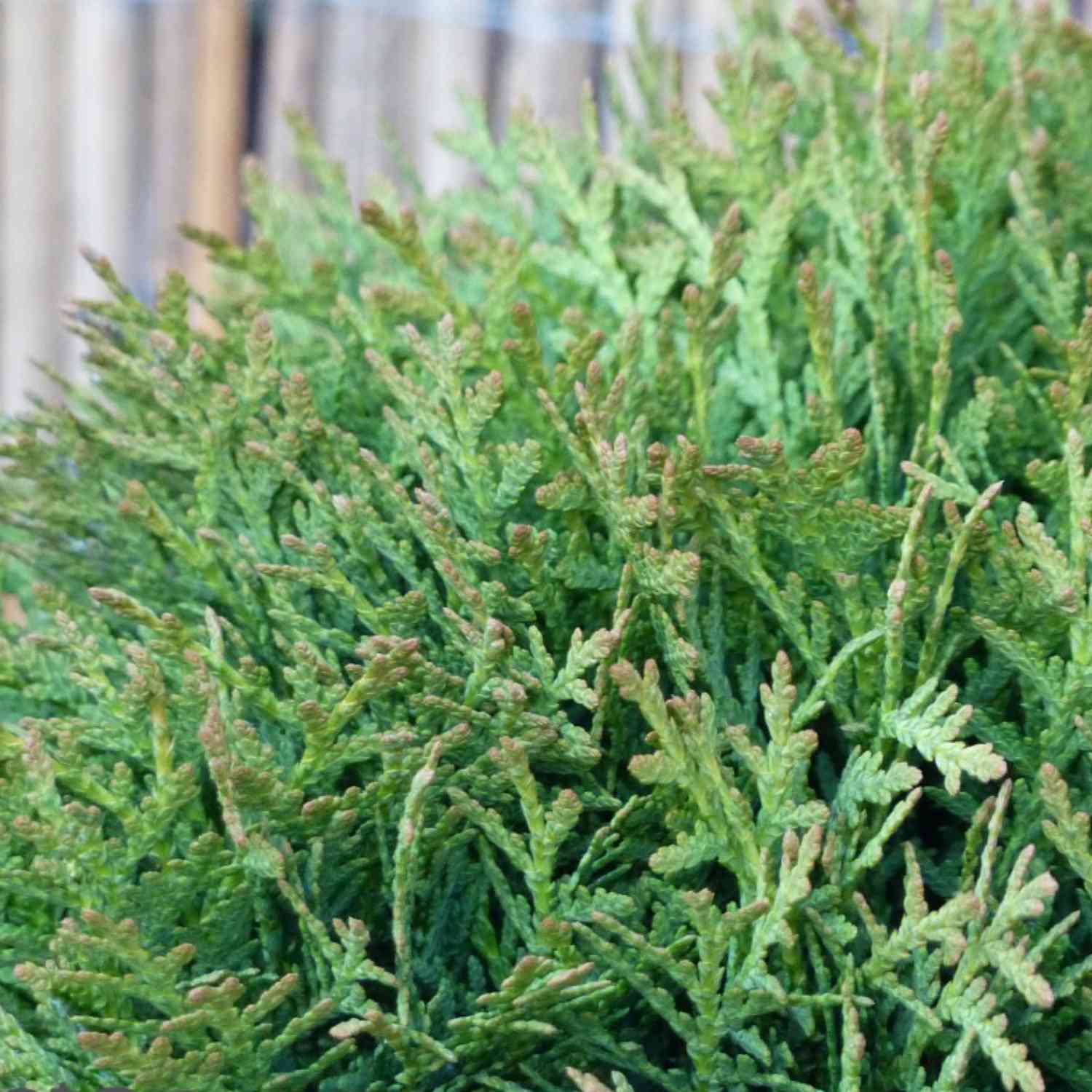 Kugel-Lebensbaum 'Danica' Kugel-Lebensbaum 'Danica'