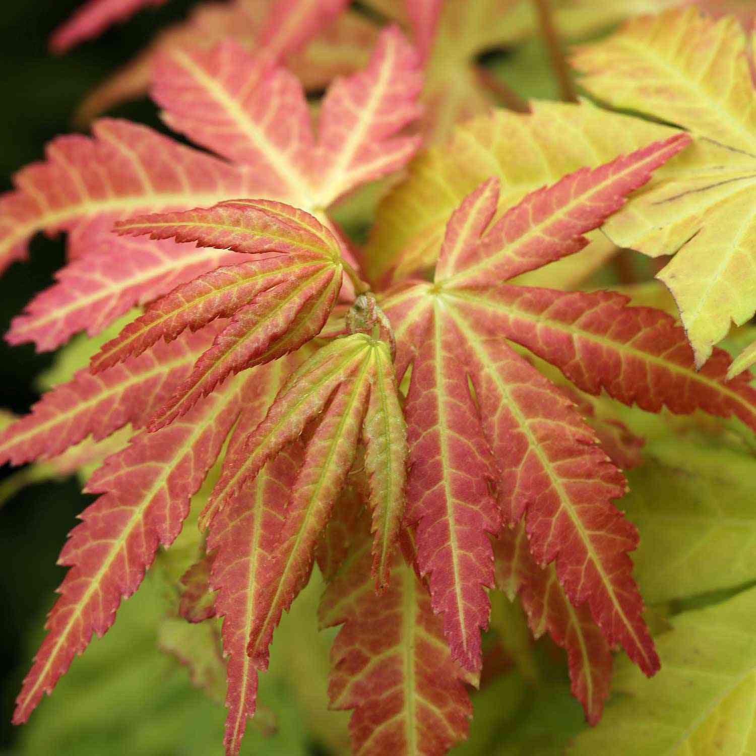 Goldahorn 'Orange Dream'