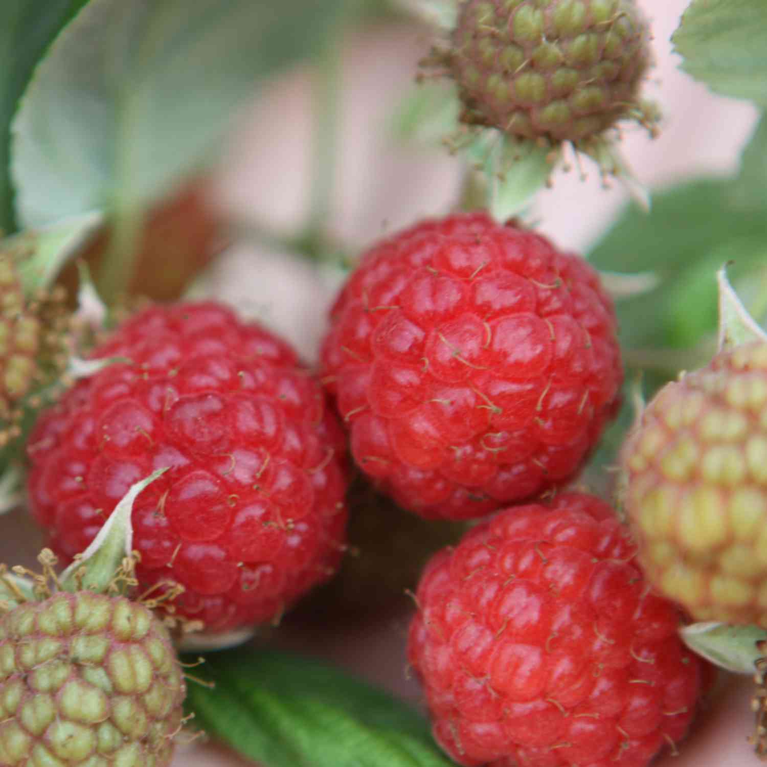 Sommerhimbeere 'Rubaca®'