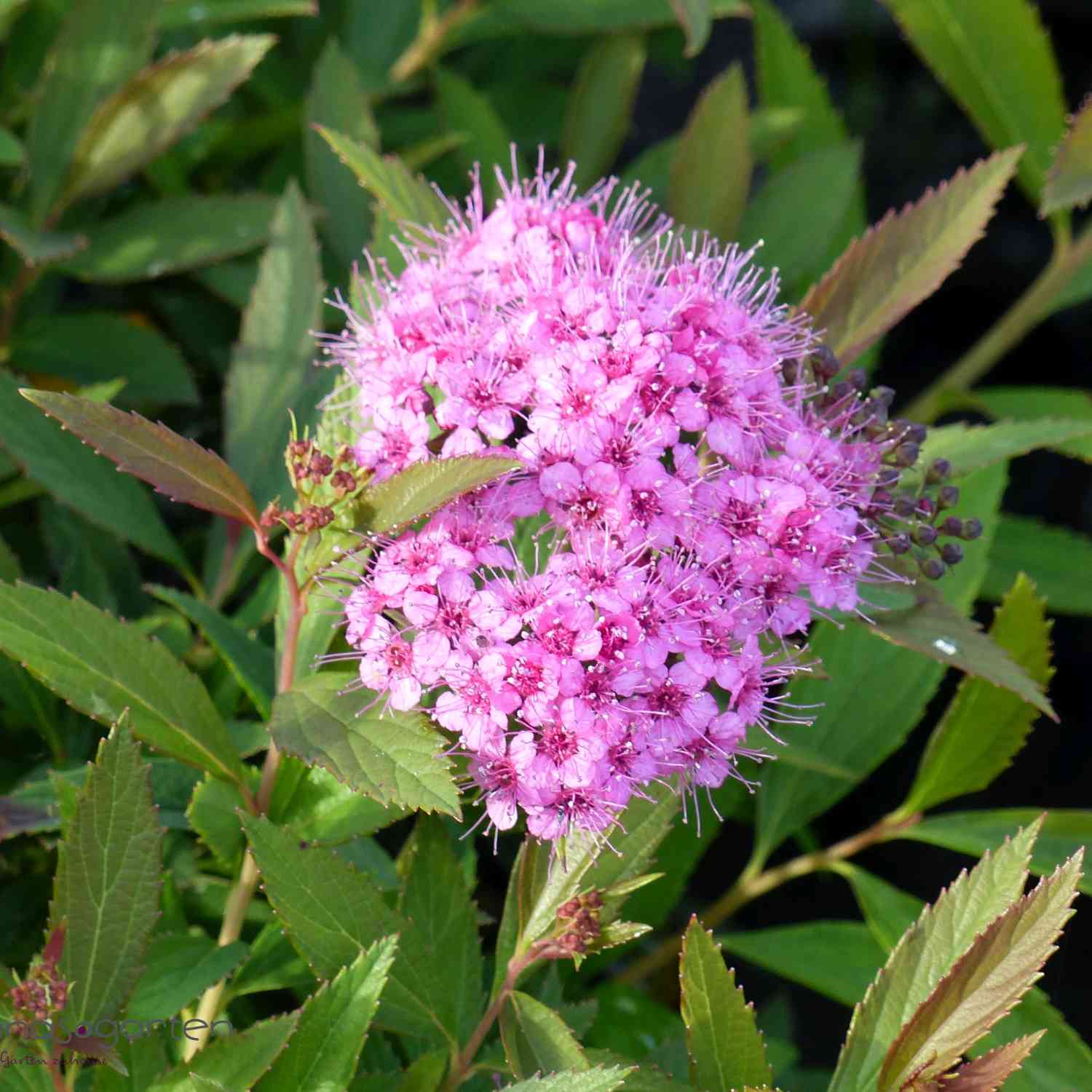 Blütenharlekin-Spiere 'Shirobana'