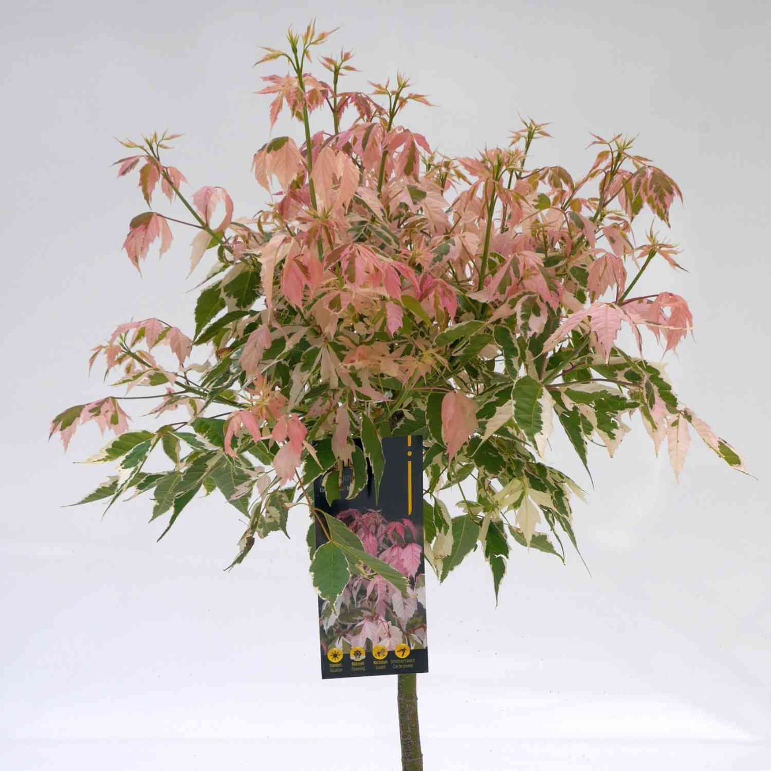 Eschenahorn 'Flamingo' Eschenahorn 'Flamingo'