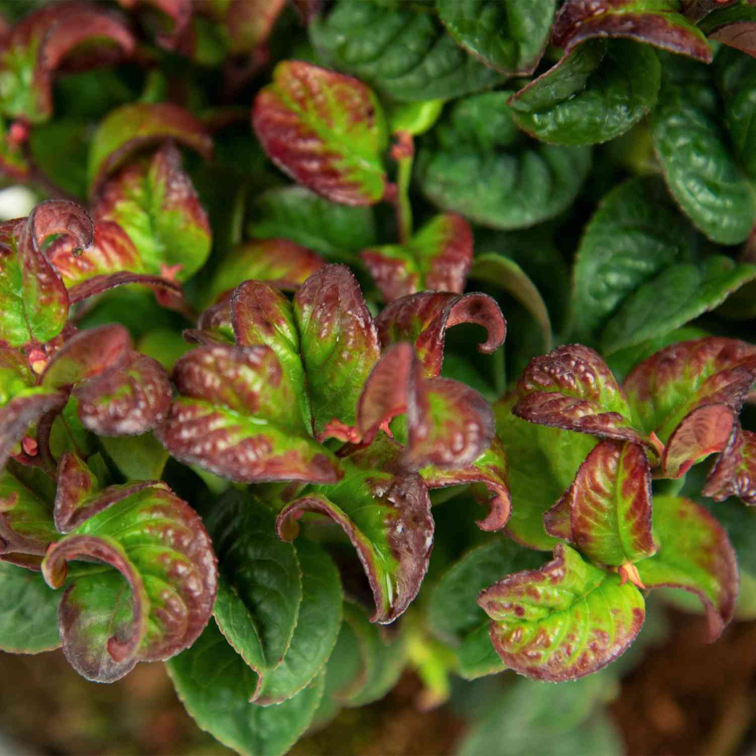 Traubenheide 'Curly Red®'