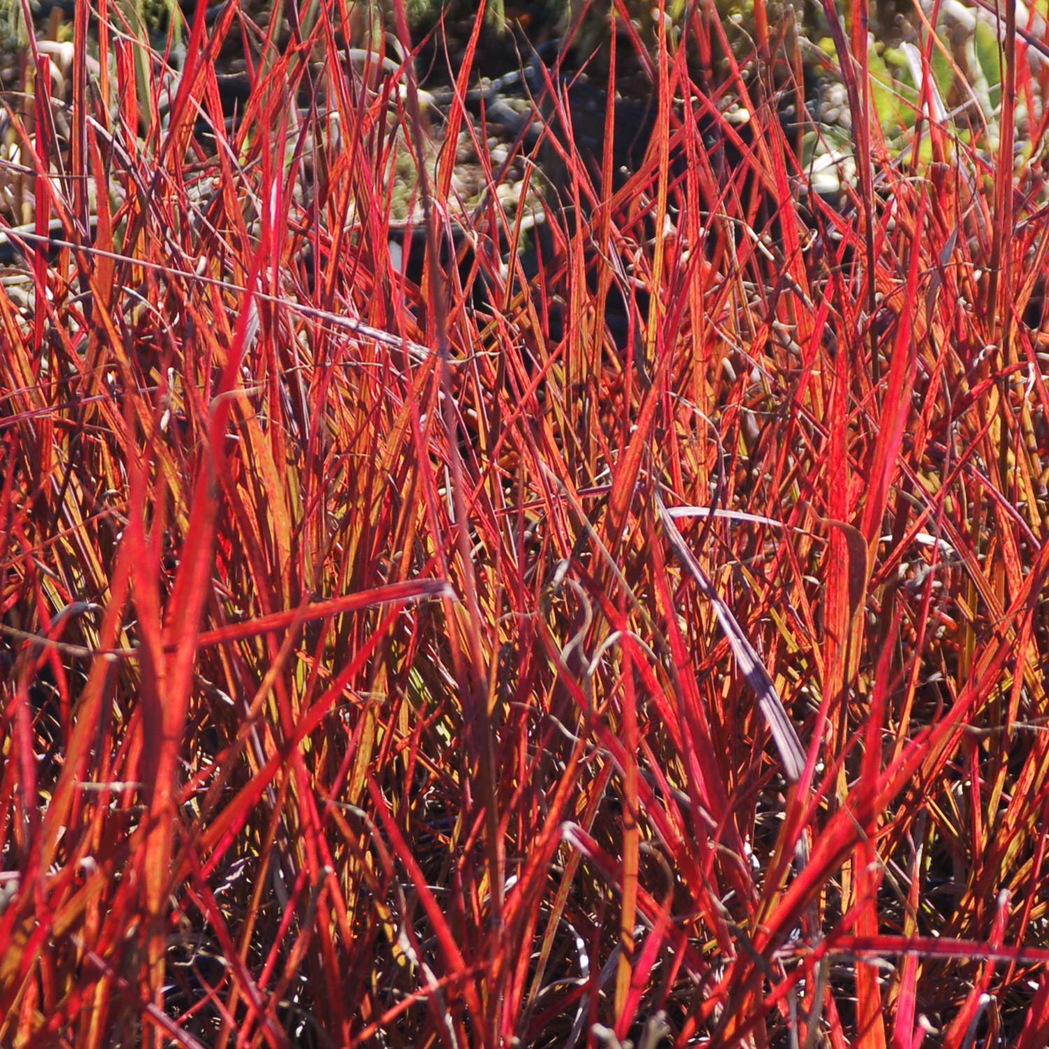 Gambagras 'Red October' Lieferform: Im 1 Liter Topf