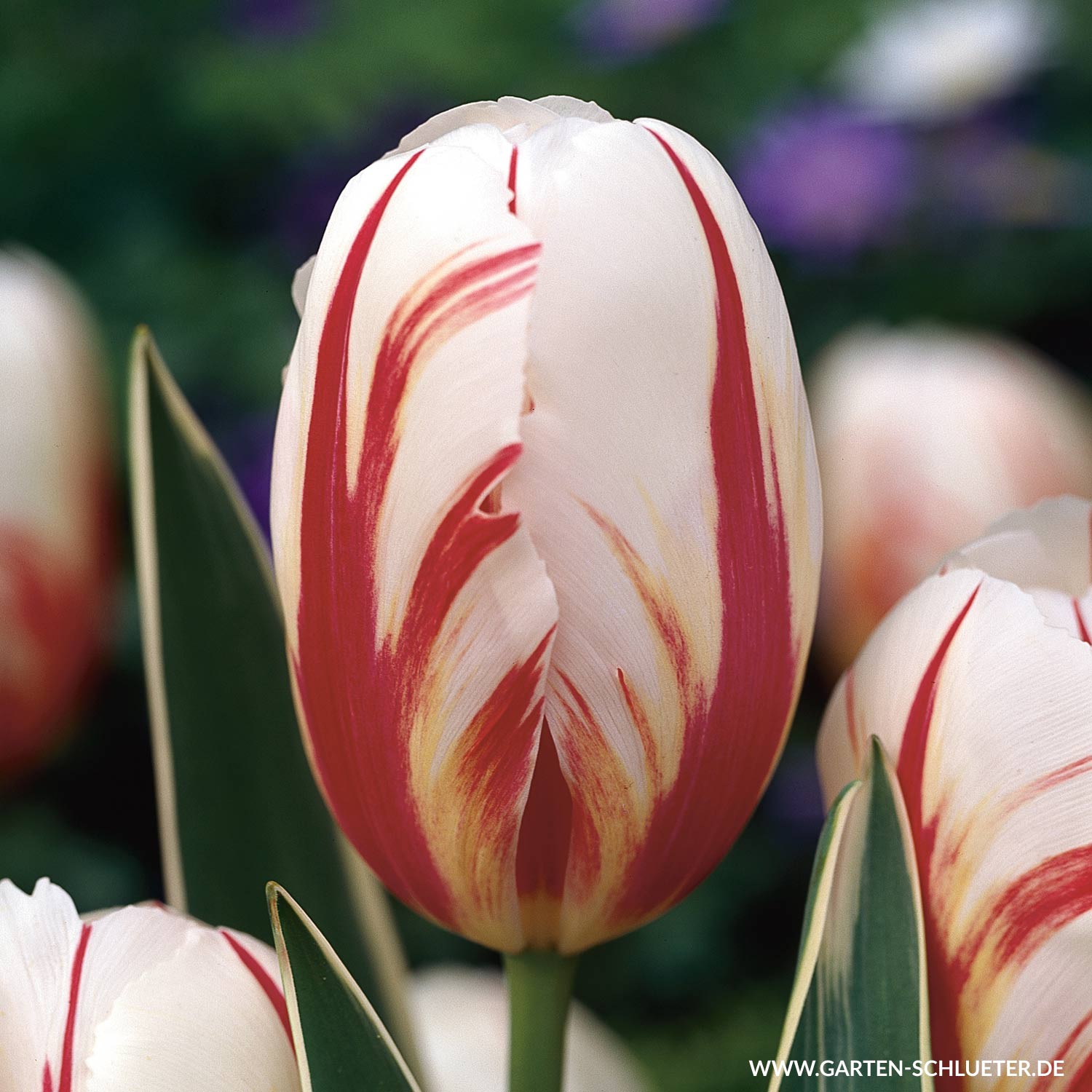 Triumph-Tulpe 'Carneval de Rio' - 7 Stück Liefergröße: Zwiebelgröße 11/12 cm