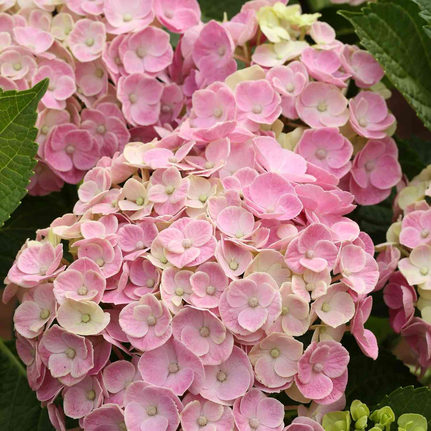 Ballhortensie 'Forever & Ever® Pink' Ballhortensie 'Forever & Ever® Pink'