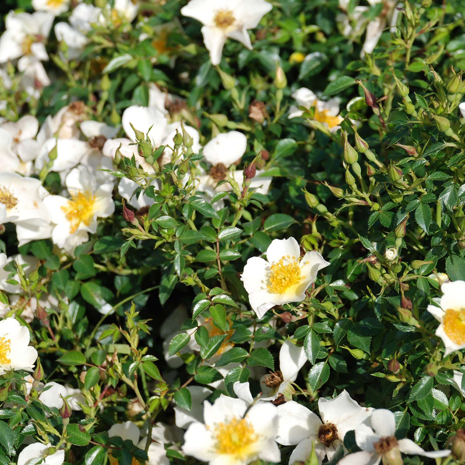 Zwergrose 'Sonnenröschen®' - ADR-Rose, 3 - 5 Liter, A-Qualität, 3 starke Triebe Liefergröße: drei starke Triebe