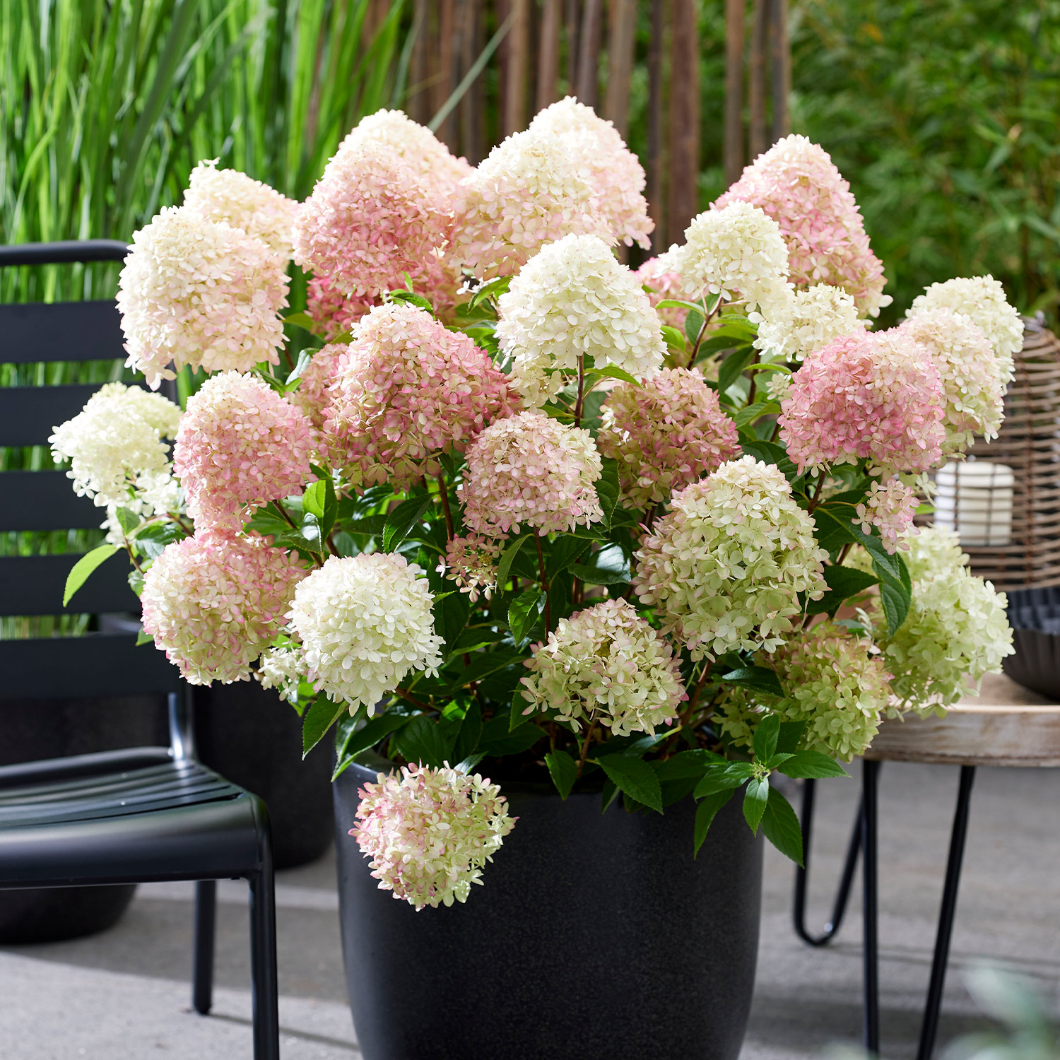 Zwerg-Rispenhortensie 'Living Little Love®'