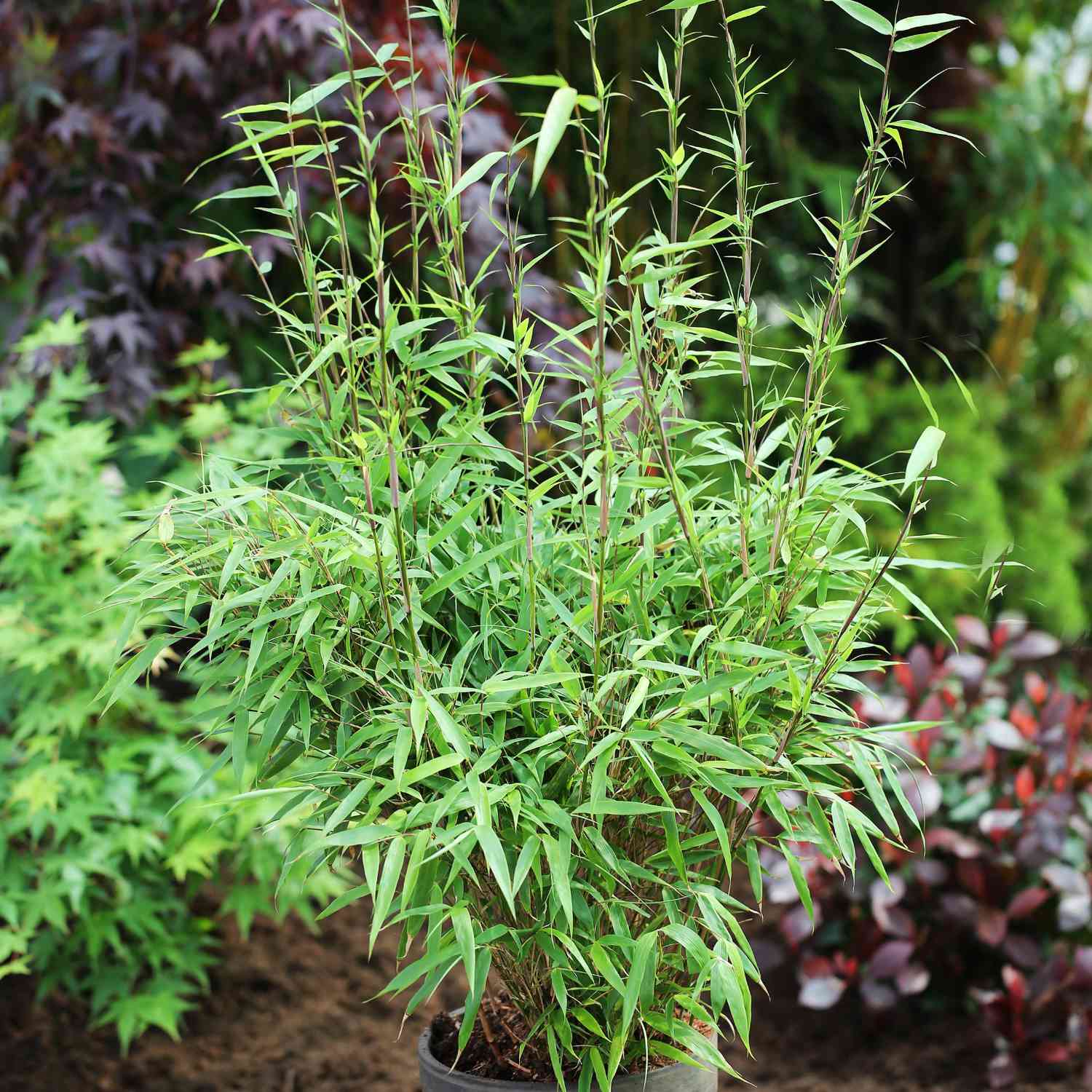 Schirmbambus 'Rufa' - ohne Ausläufer Schirmbambus 'Rufa' - ohne Ausläufer