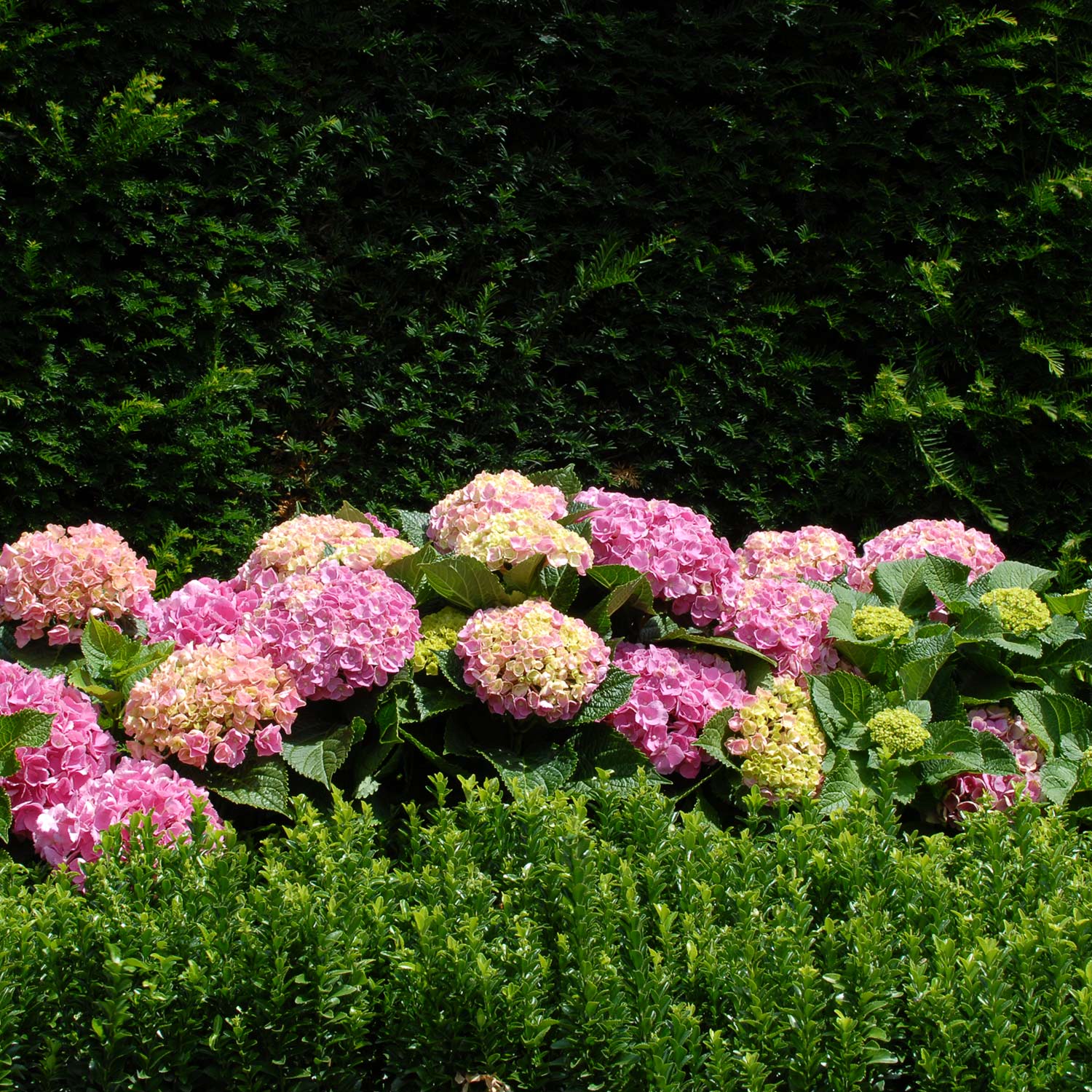 Ballhortensie 'Forever & Ever® Pink' Liefergröße: 30-40 cm