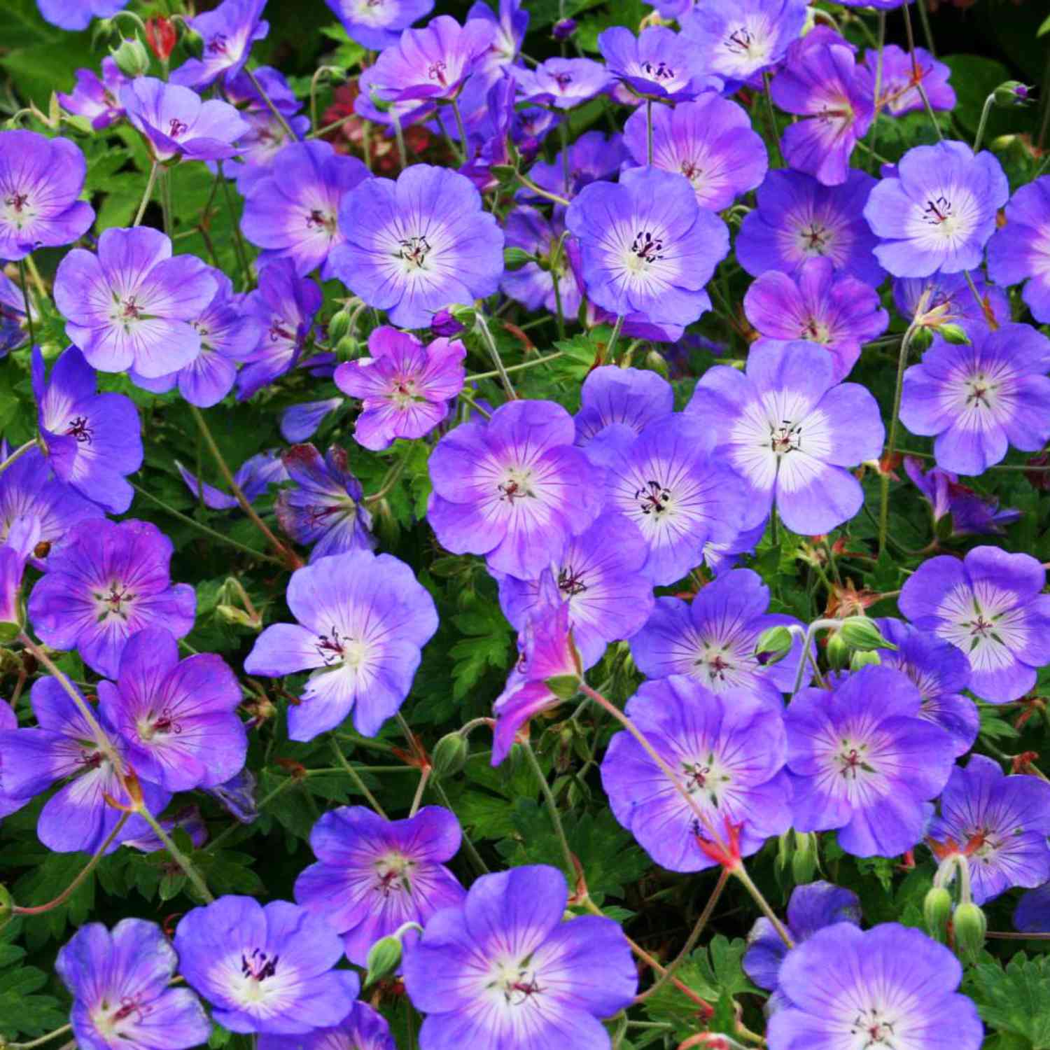 Storchschnabel 'Rozanne®'