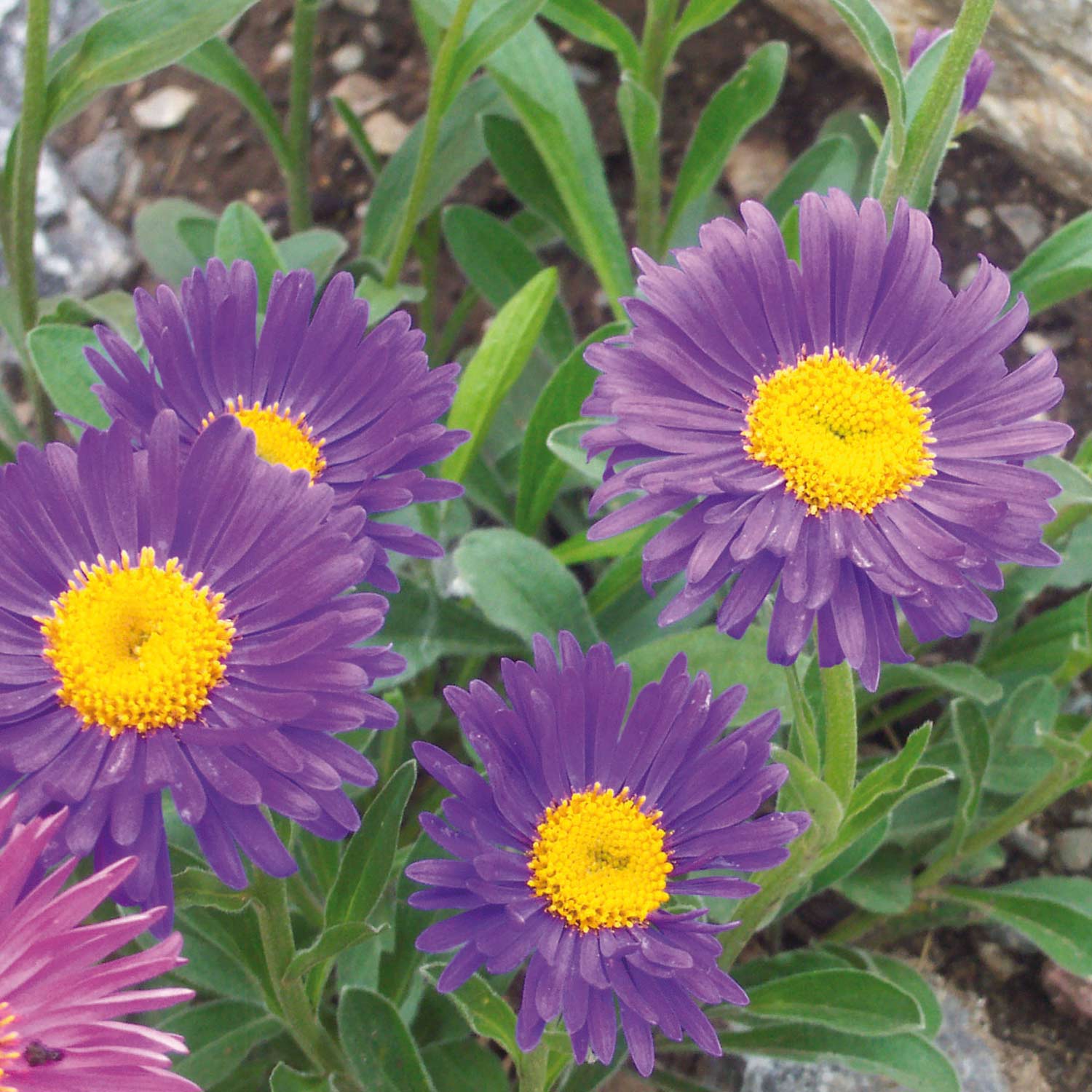Alpen-Aster violett Lieferform: Im 9 cm Topf
