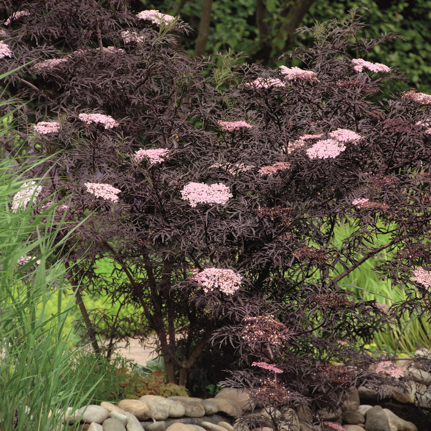 Fliederbeere 'Black Lace®' Fliederbeere 'Black Lace®'