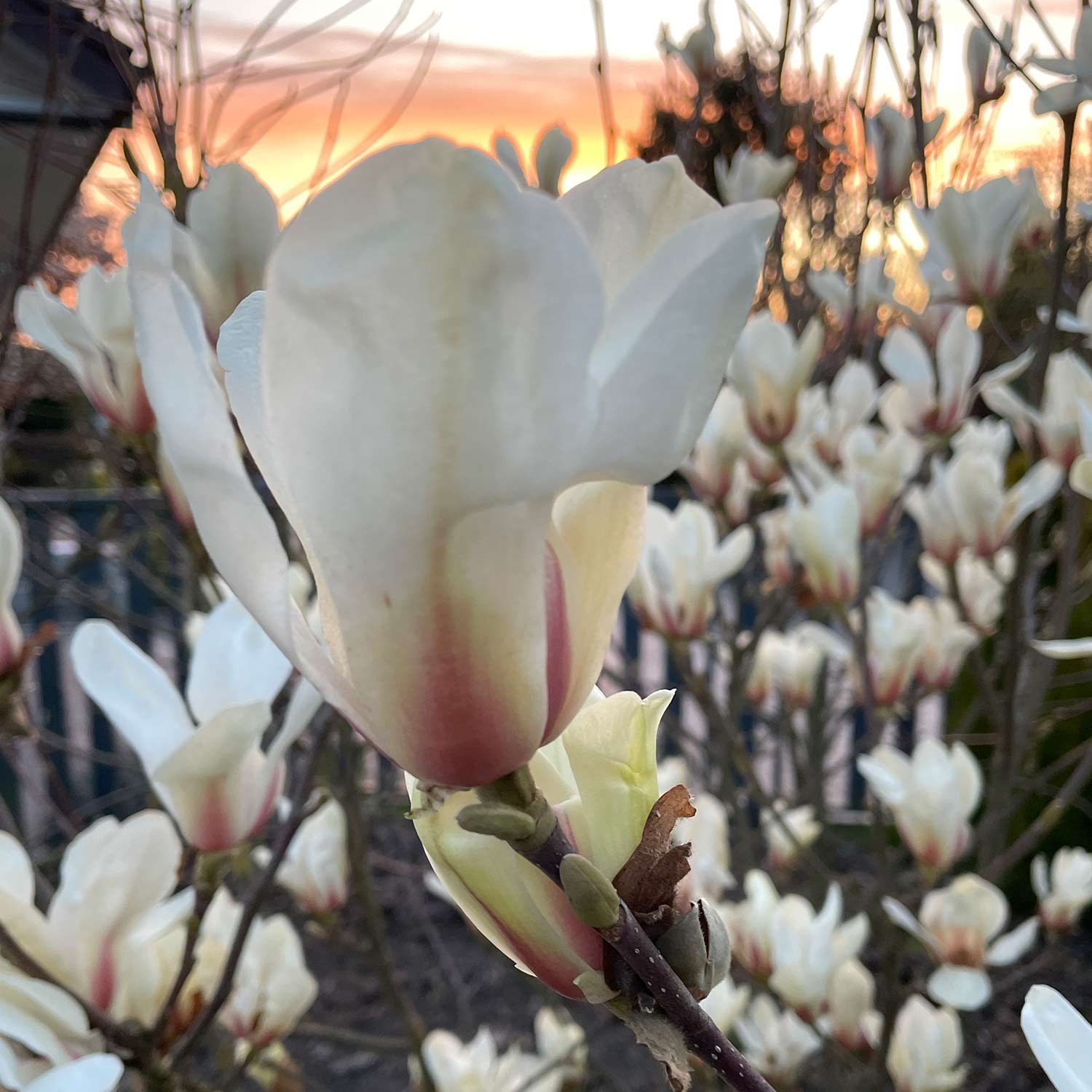 Magnolie 'Sunrise®' C5 40 - 60 cm