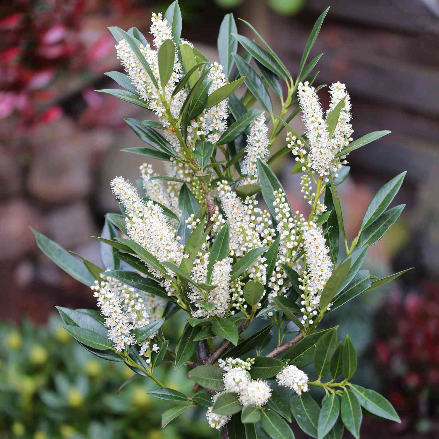 Breitbuschiger Kirschlorbeer 'Otto Luyken' Breitbuschiger Kirschlorbeer 'Otto Luyken'