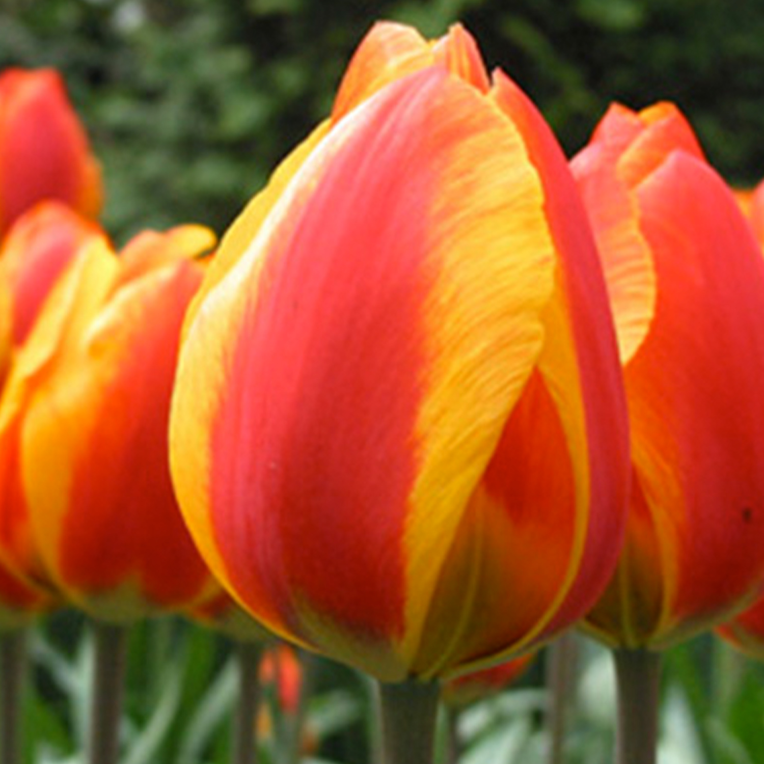 Einfache frühe Tulpe 'Flair' - 7 Stück Liefergröße: Zwiebelgröße 11/12