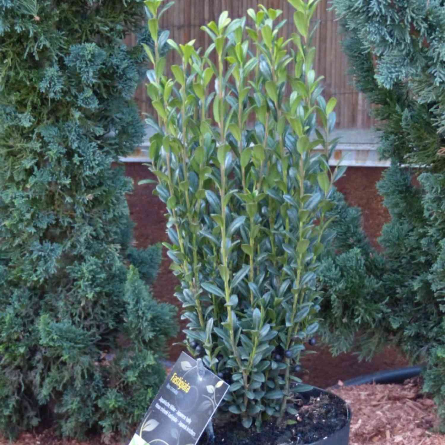 Japanische Stechpalme / Säulenilex 'Fastigiata' Japanische Stechpalme / Säulenilex 'Fastigiata'