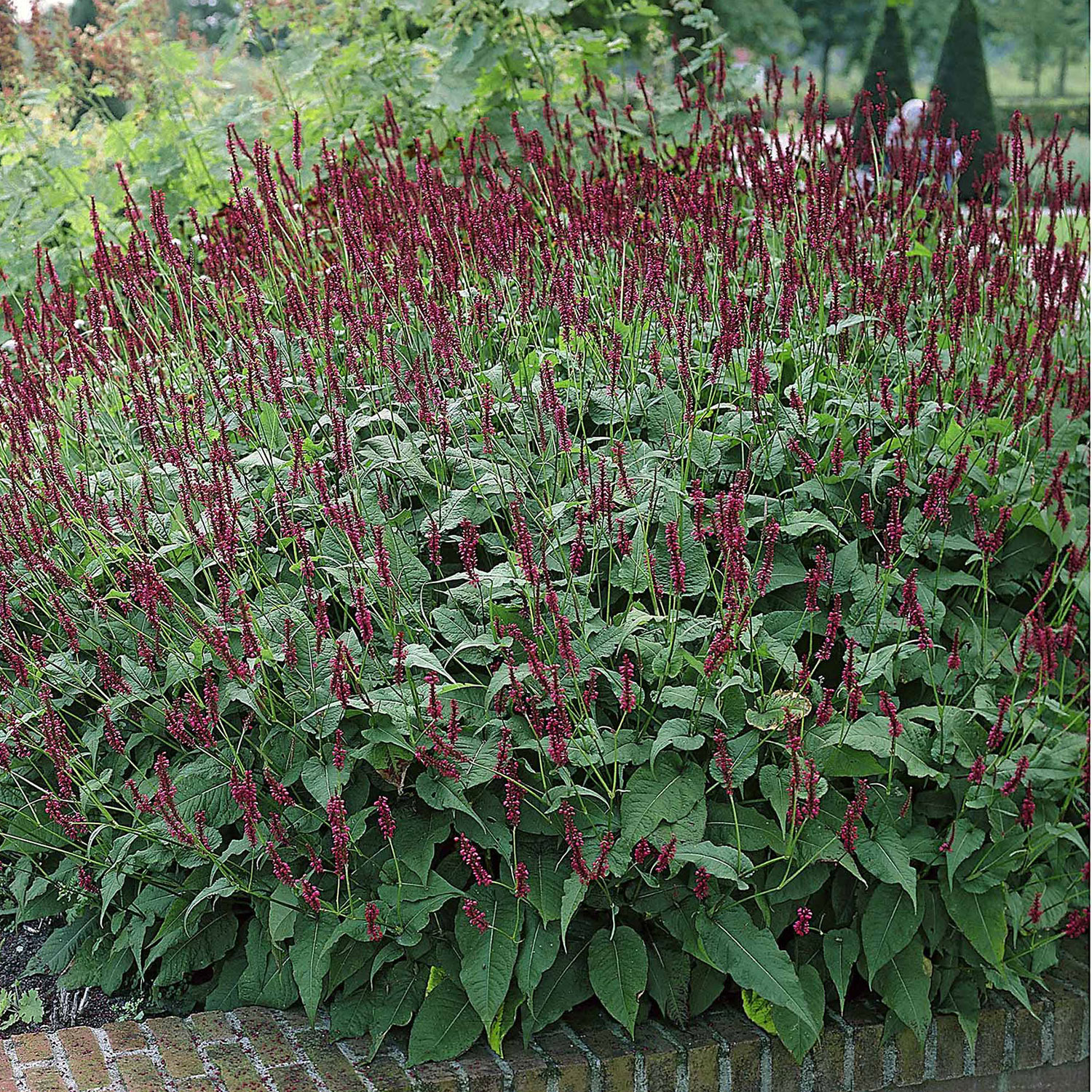 Kerzen-Knöterich 'Blackfield' 0,5 Liter