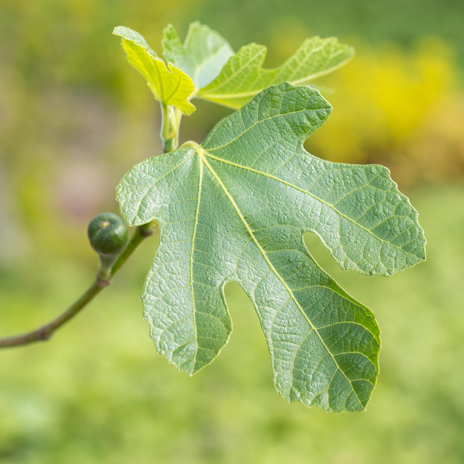 Feige 'Firoma®', 3 Liter Topf, 40 - 60 cm Liefergröße: 40 - 60 cm