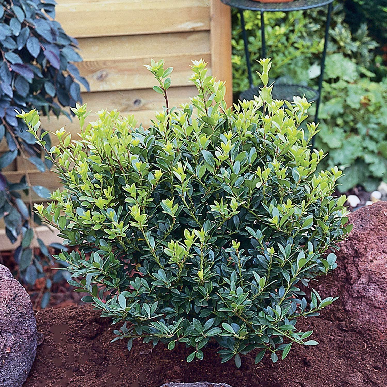 Berg-Ilex 'Glorie Gem'