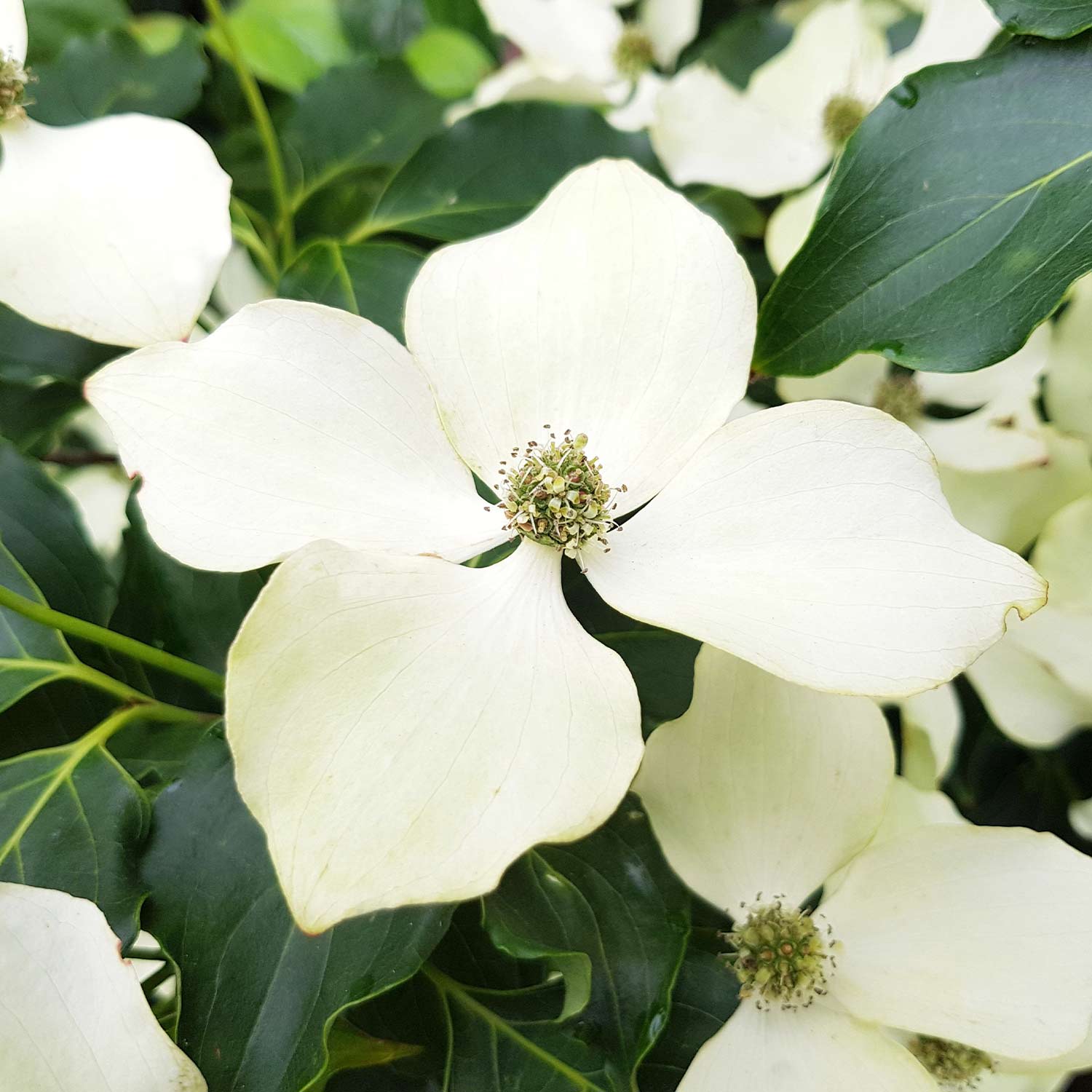Blumenhartriegel 'Flower Tower' C5 100 - 125 cm Blumenhartriegel 'Flower Tower' C5 100 - 125 cm