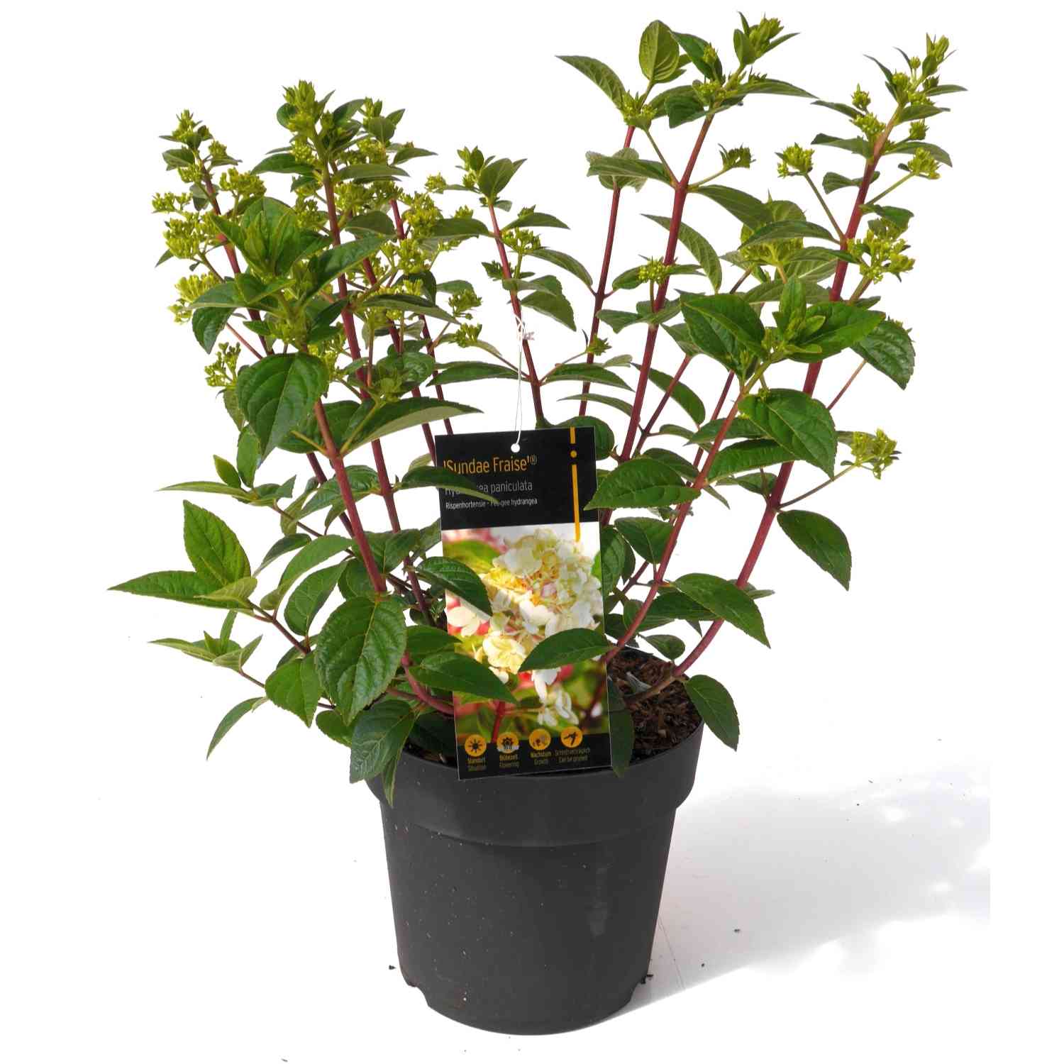 Rispenhortensie 'Sundae Fraise®' Rispenhortensie 'Sundae Fraise®'