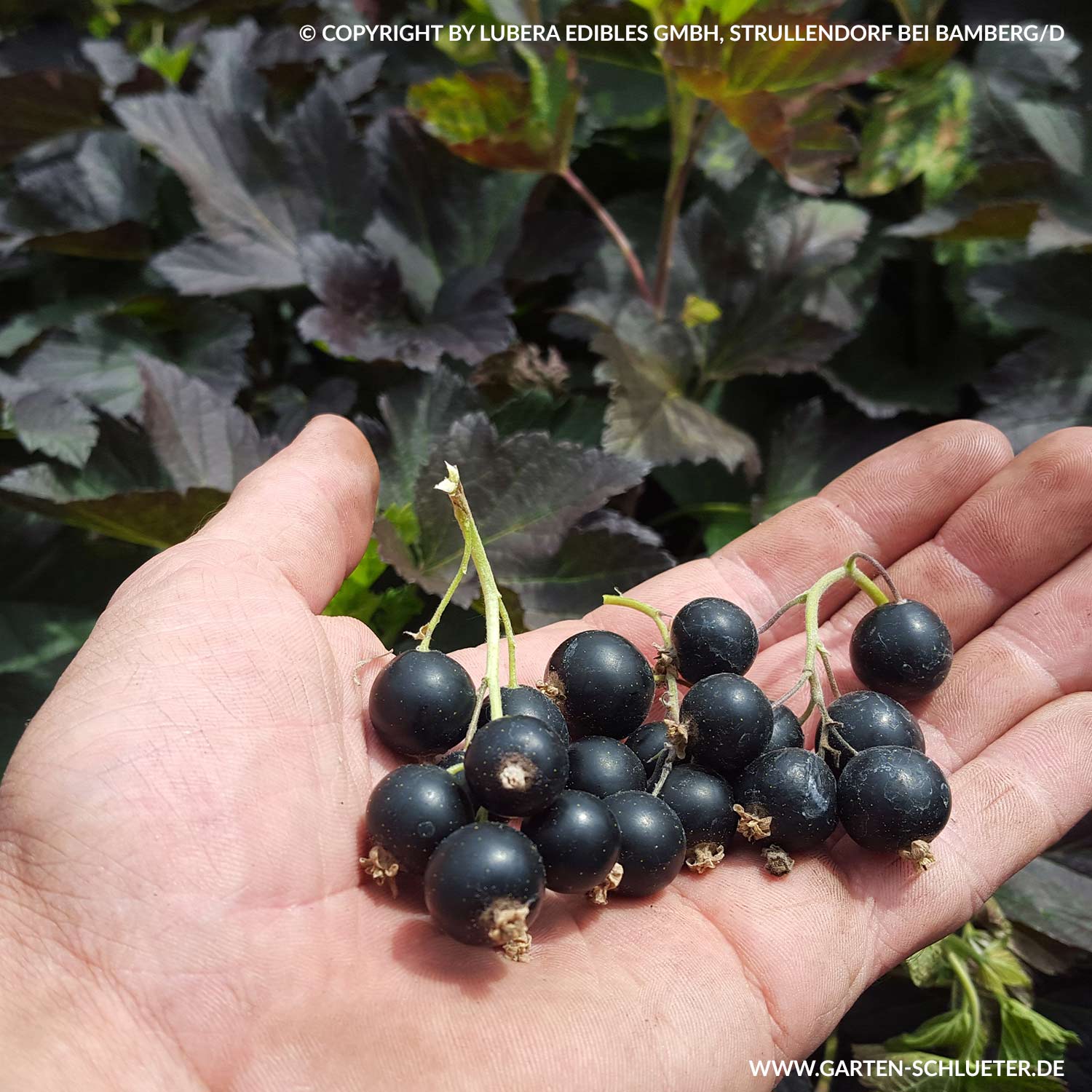 Schwarze Johannisbeere 'Black'n'Red®' P1,3 Lieferform: Im 1,3 Liter Topf