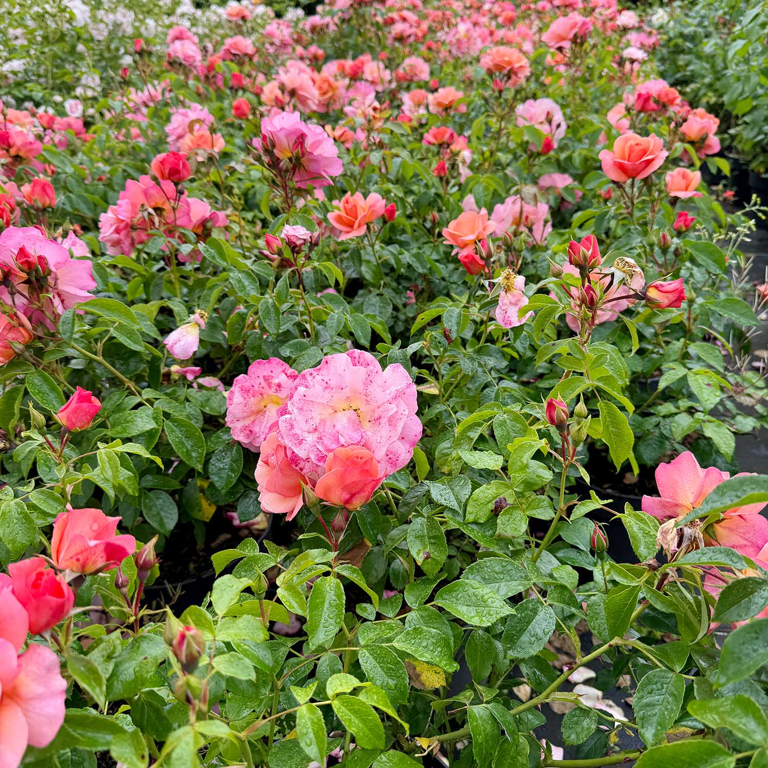 Beetrose 'Aprikola' Beetrose 'Aprikola'