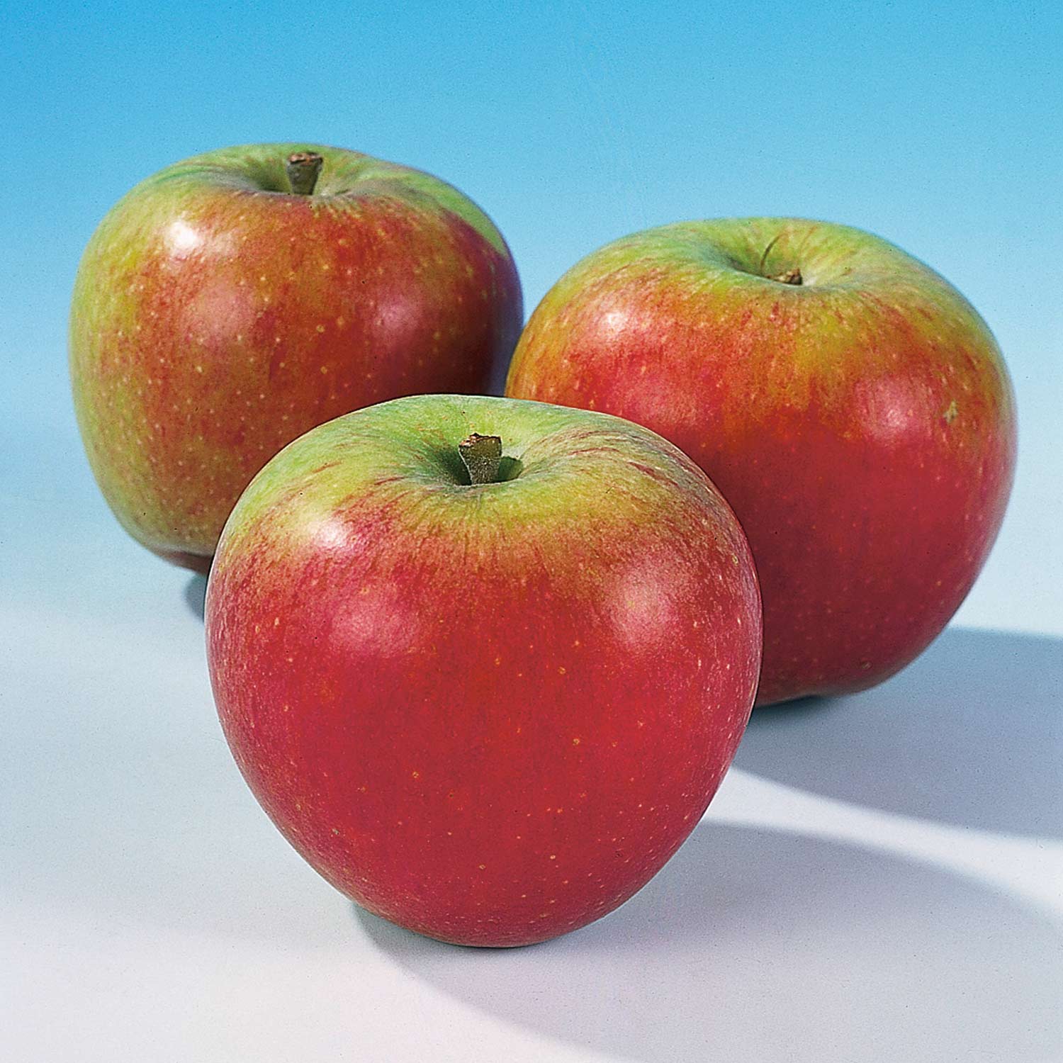 Allergiker-Apfel 'Alkmene' Allergiker-Apfel 'Alkmene'