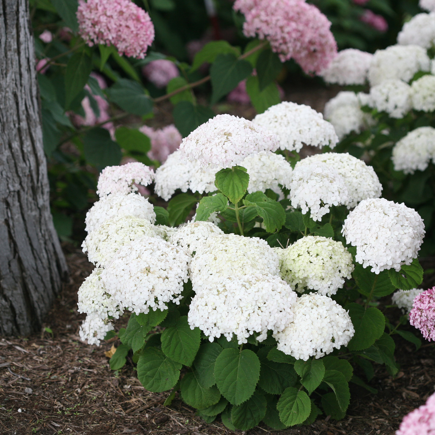 Kategorie <b>Blütensträucher und Ziergehölze </b> - Ballhortensie 'Bella Ragazza® Blanchetta' Lieferform: Im 5 Liter Topf - Hydrangea arborescens 'BellaRagazza'
