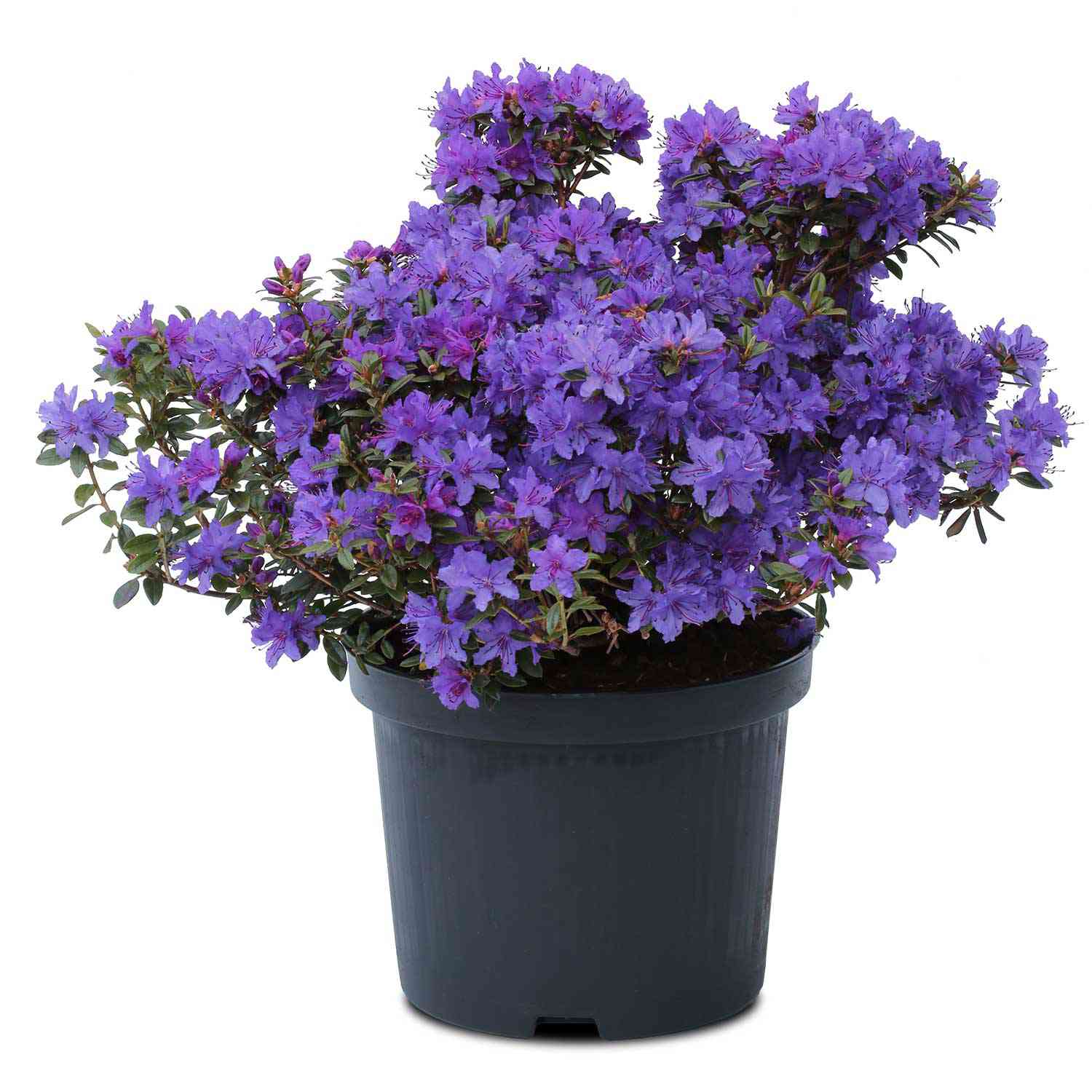 Kleinblättriger Rhododendron 'Saint Merryn'