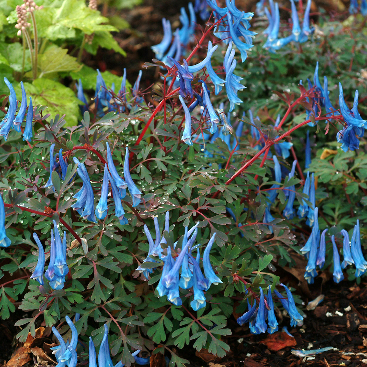 Kategorie <b>Stauden </b> - Blauer Lerchensporrn 'Blue Heron' Lieferform: Im 9 cm Topf - Corydalis curviflora var. rosthornii 'Blue Heron'