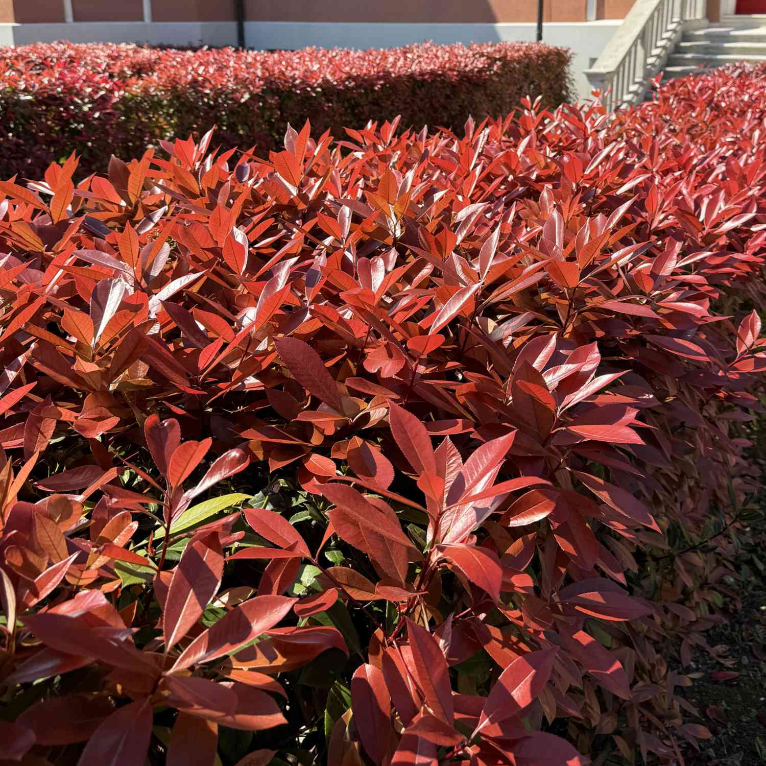 Rote Glanzmispel 'Red Robin' Rote Glanzmispel 'Red Robin'