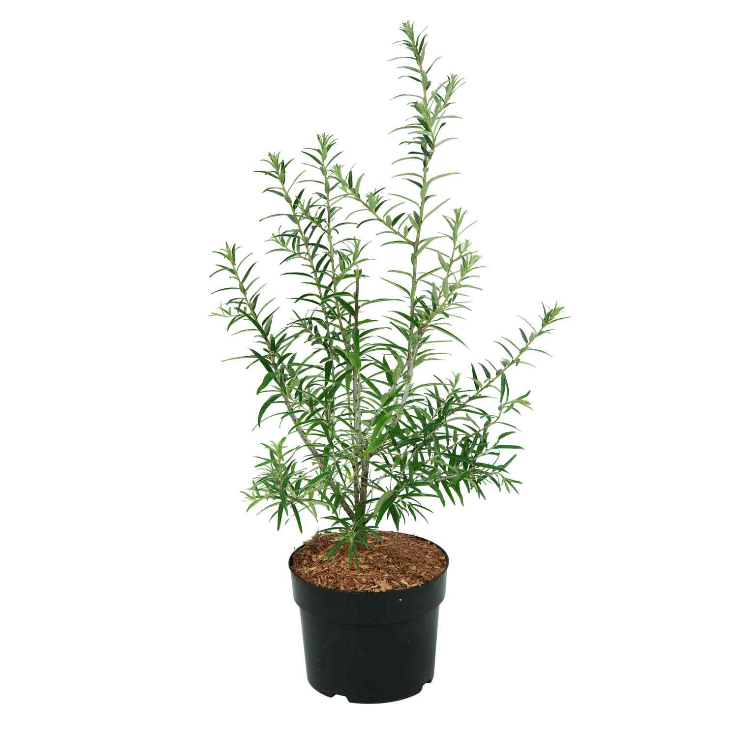 Sanddorn-Mann 'Pollmix' Sanddorn-Mann 'Pollmix'