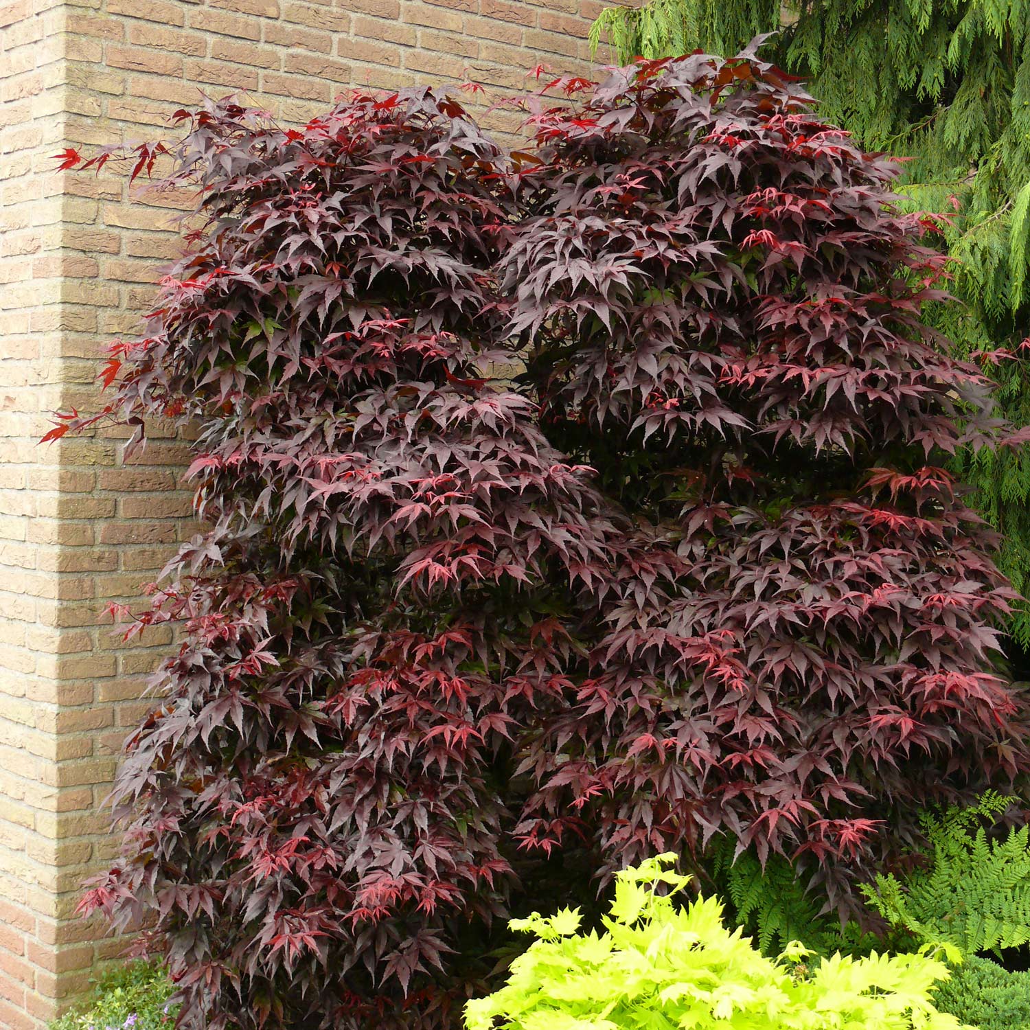 Rotblättriger Fächerahorn 'Bloodgood' Rotblättriger Fächerahorn 'Bloodgood'