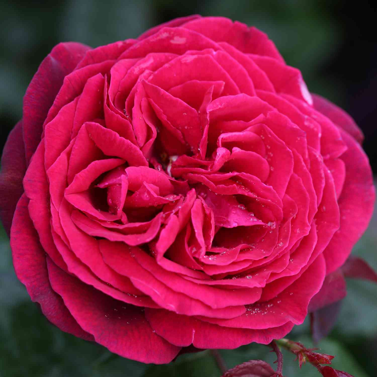 Edelrose 'Gräfin Diana'