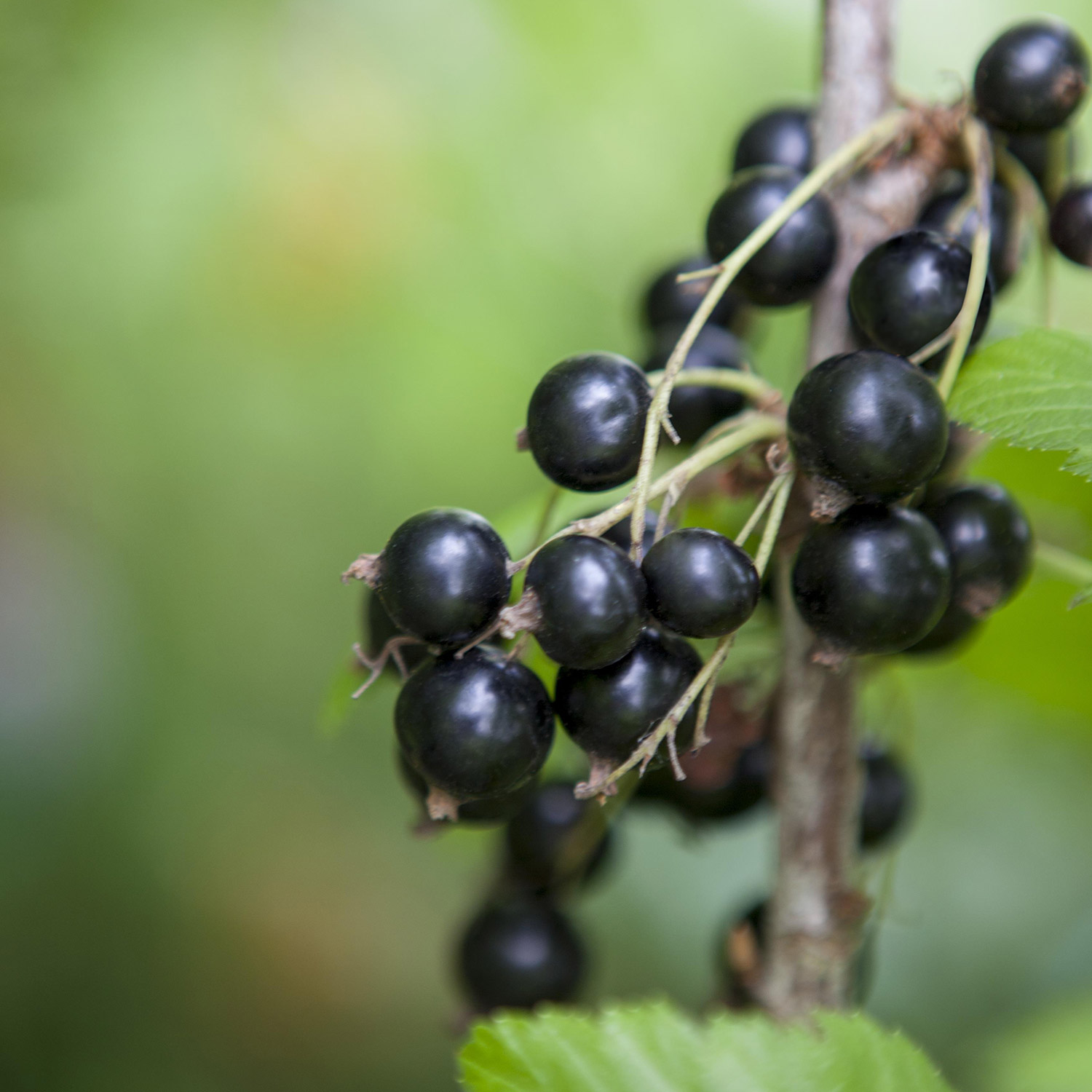Schwarze Johannisbeere 'Cassissima® Little Black Giant®'