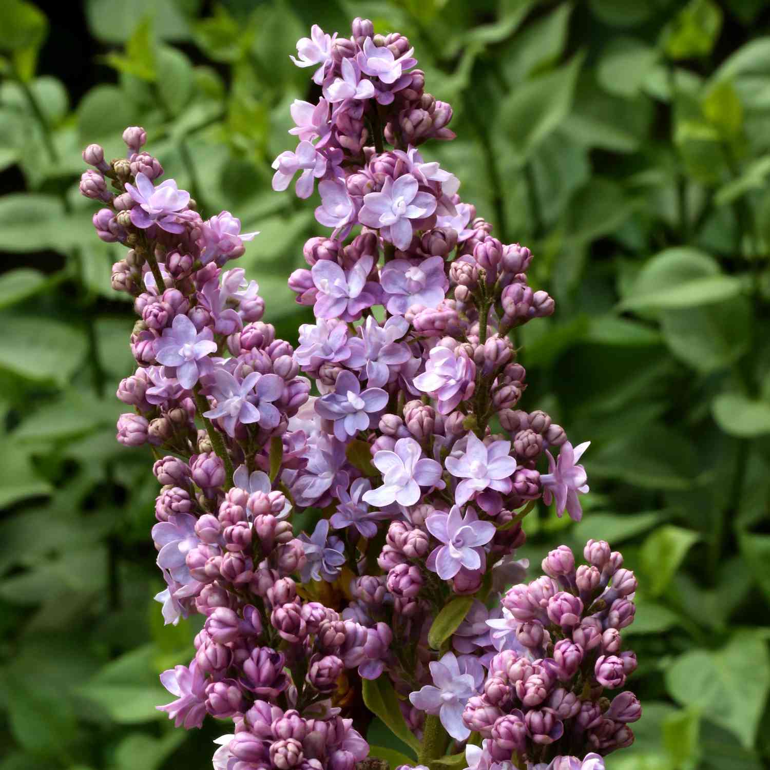 Edelflieder 'Michel Buchner' Syringa vulgaris