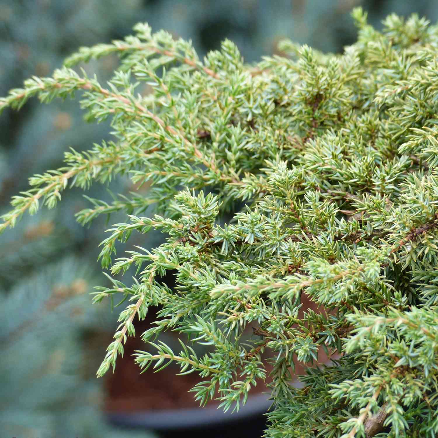 Kategorie <b>Produkt ohne Kategoriezuordnung </b> - Grüner Kriechwacholder 'Green Carpet' Container, 20 - 30 cm Liefergröße: 20 - 30 cm - Juniperus communis 'Green Carpet'