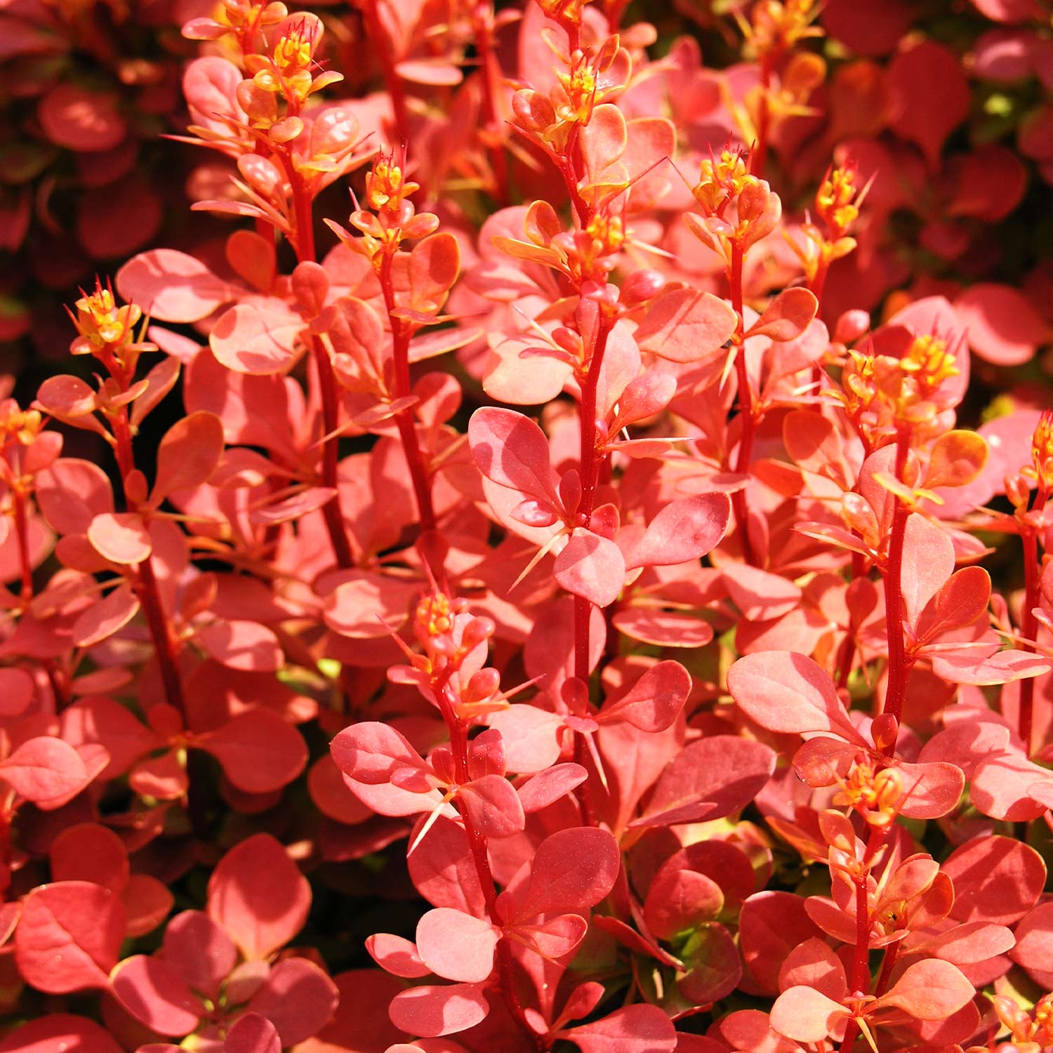 Berberitze 'Orange Sunrise' C 3 30 - 40 cm Liefergröße: 30 - 40 cm