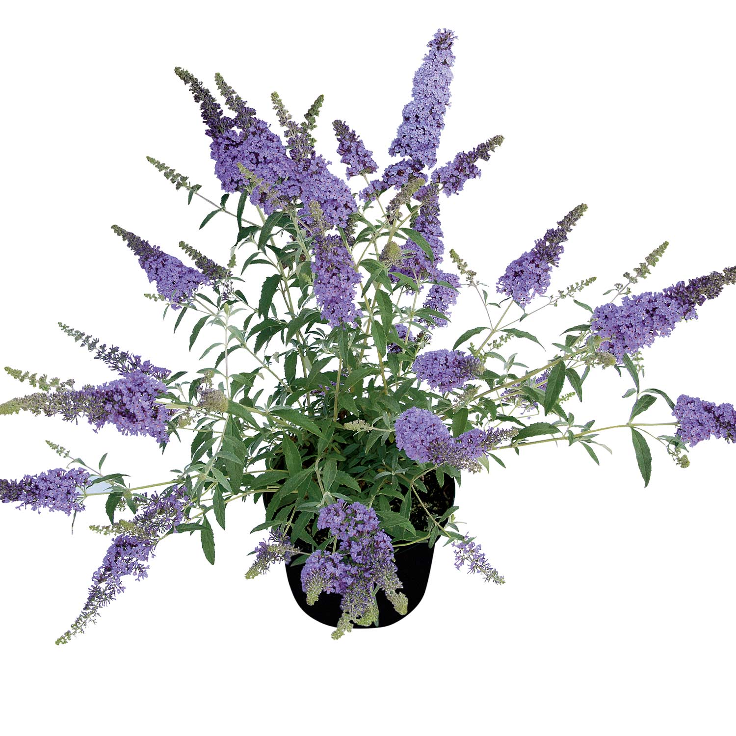 Zwerg-Schmetterlingsflieder 'BUZZ Sky Blue'