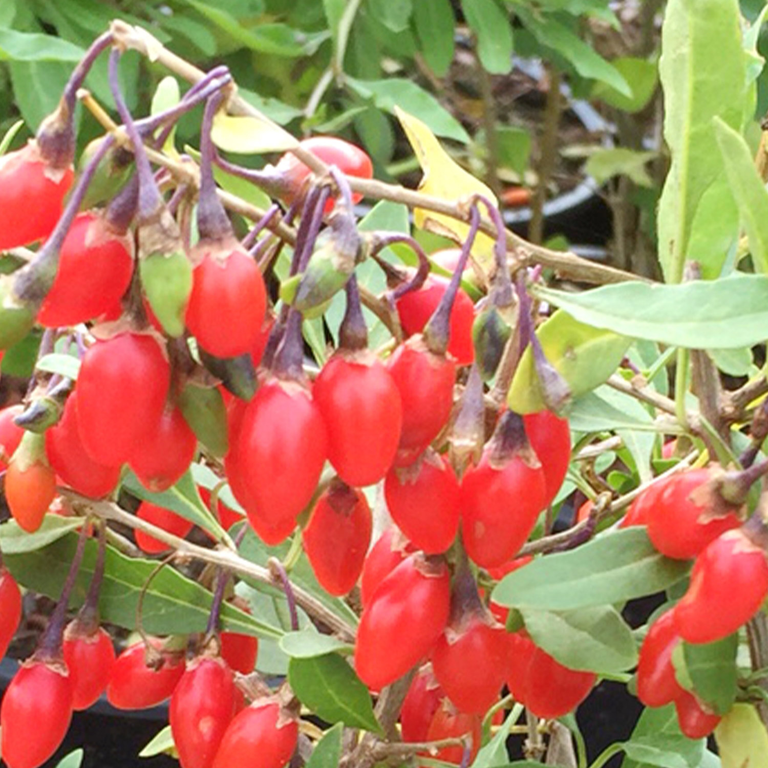 Goji-Beere 'Little Goji®'