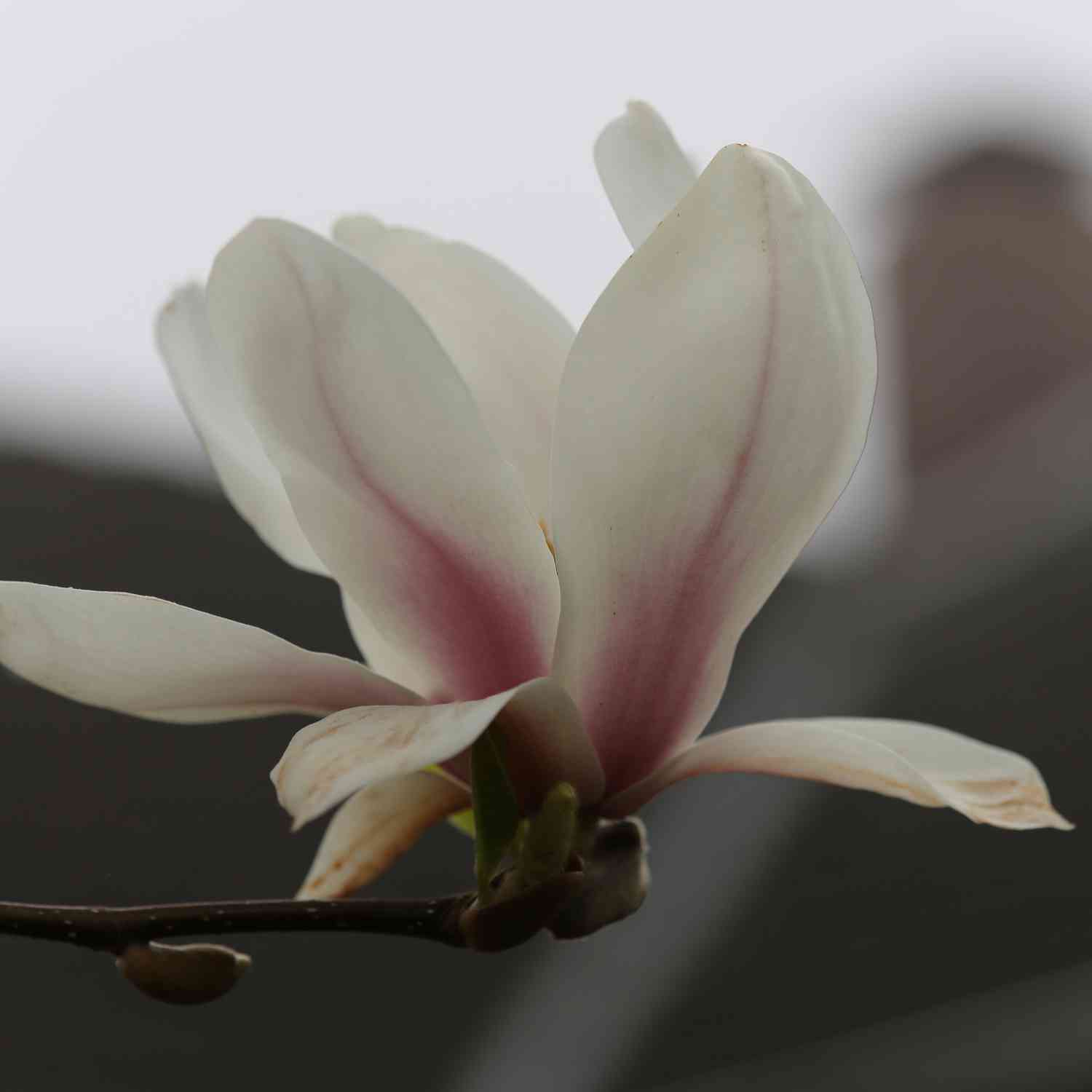 Tulpenmagnolie - Der Klassiker