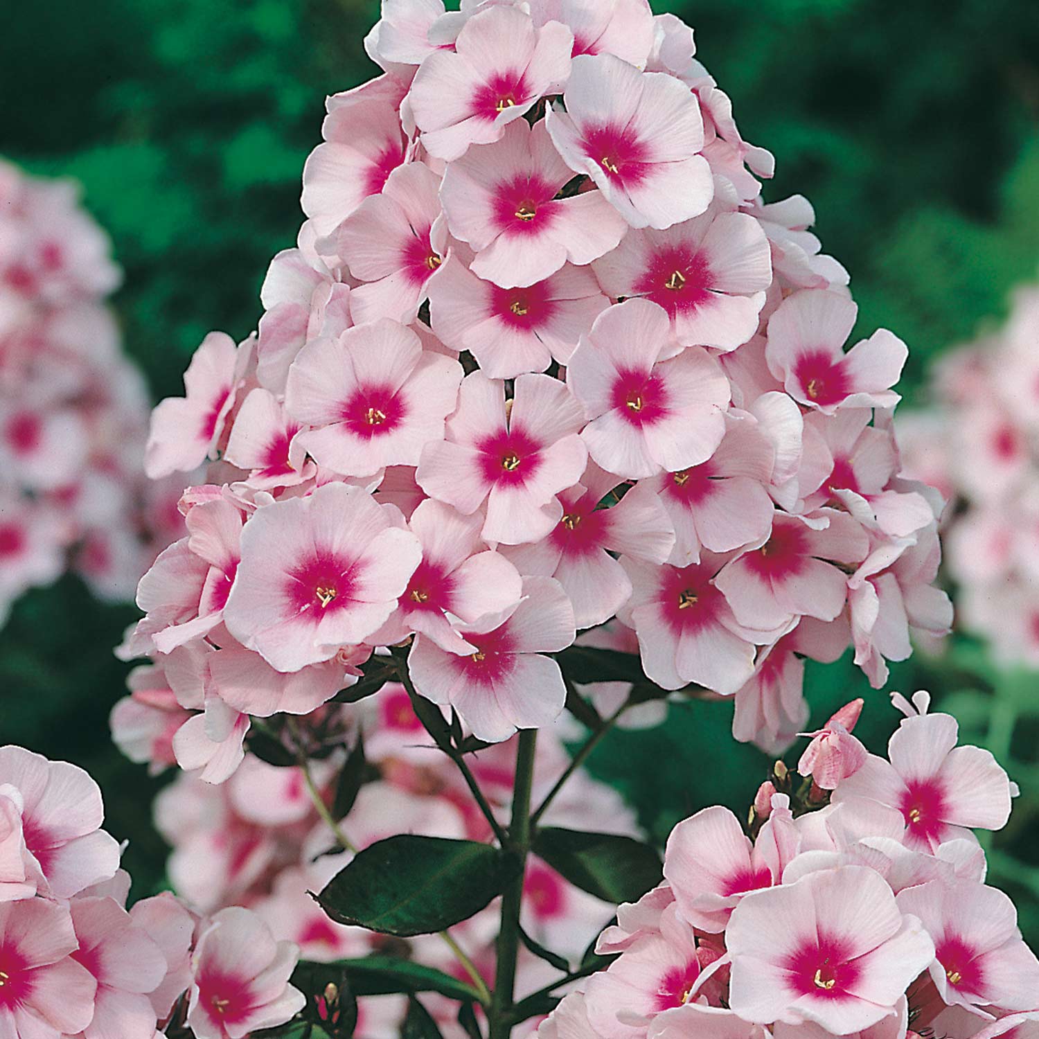 Kategorie <b>Stauden </b> - Edelphlox Swizzle Lieferform: Im Topf - Phlox paniculata