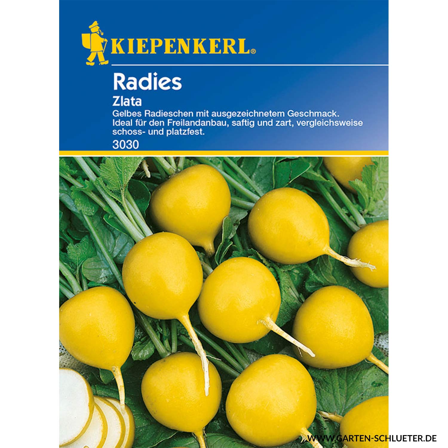 Radies 'Zlata' Lieferform: Portionssaatgut