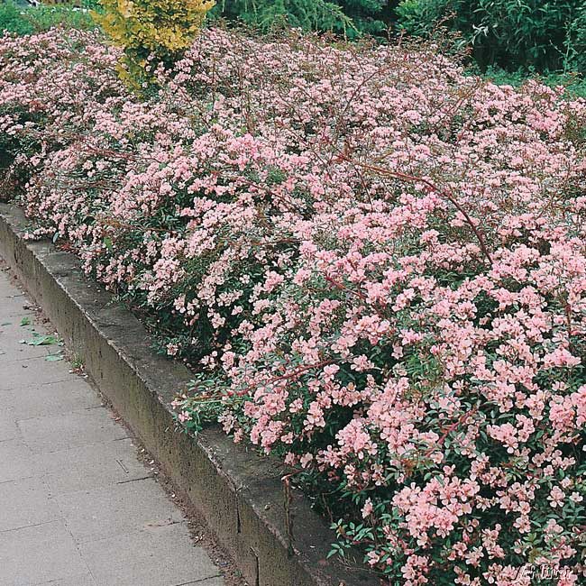  Bodendeckerrose 'The Fairy®' 1,5 Liter Container Lieferform: Im 1,5 Liter Topf - Rosa The Fairy