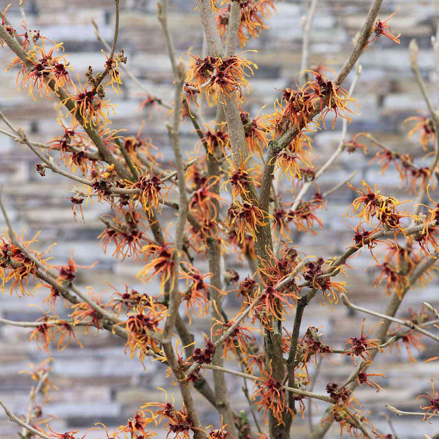 Zaubernuss 'Jelena'