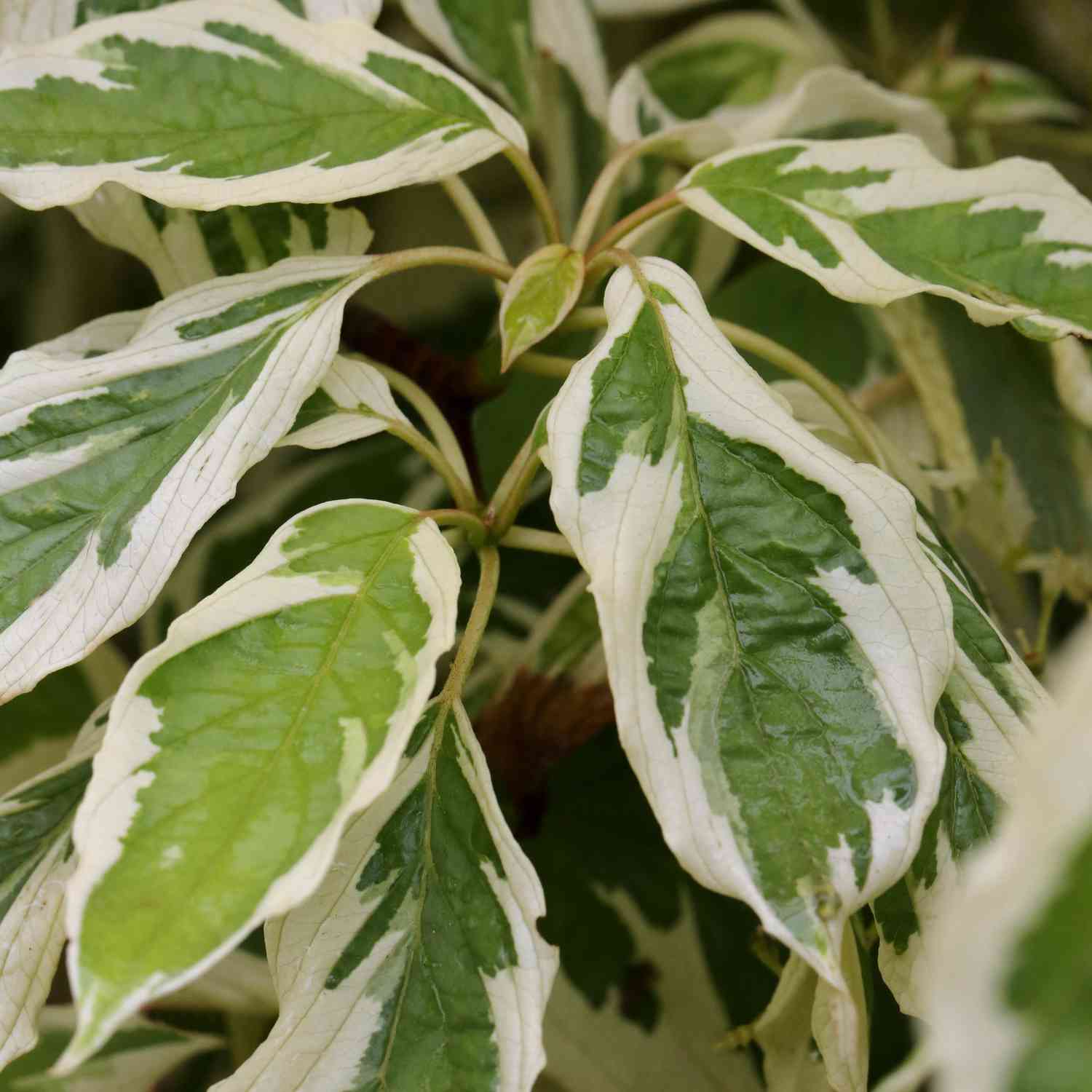 Hoher Weißbunter Pagoden- Hartriegel 'Variegata'