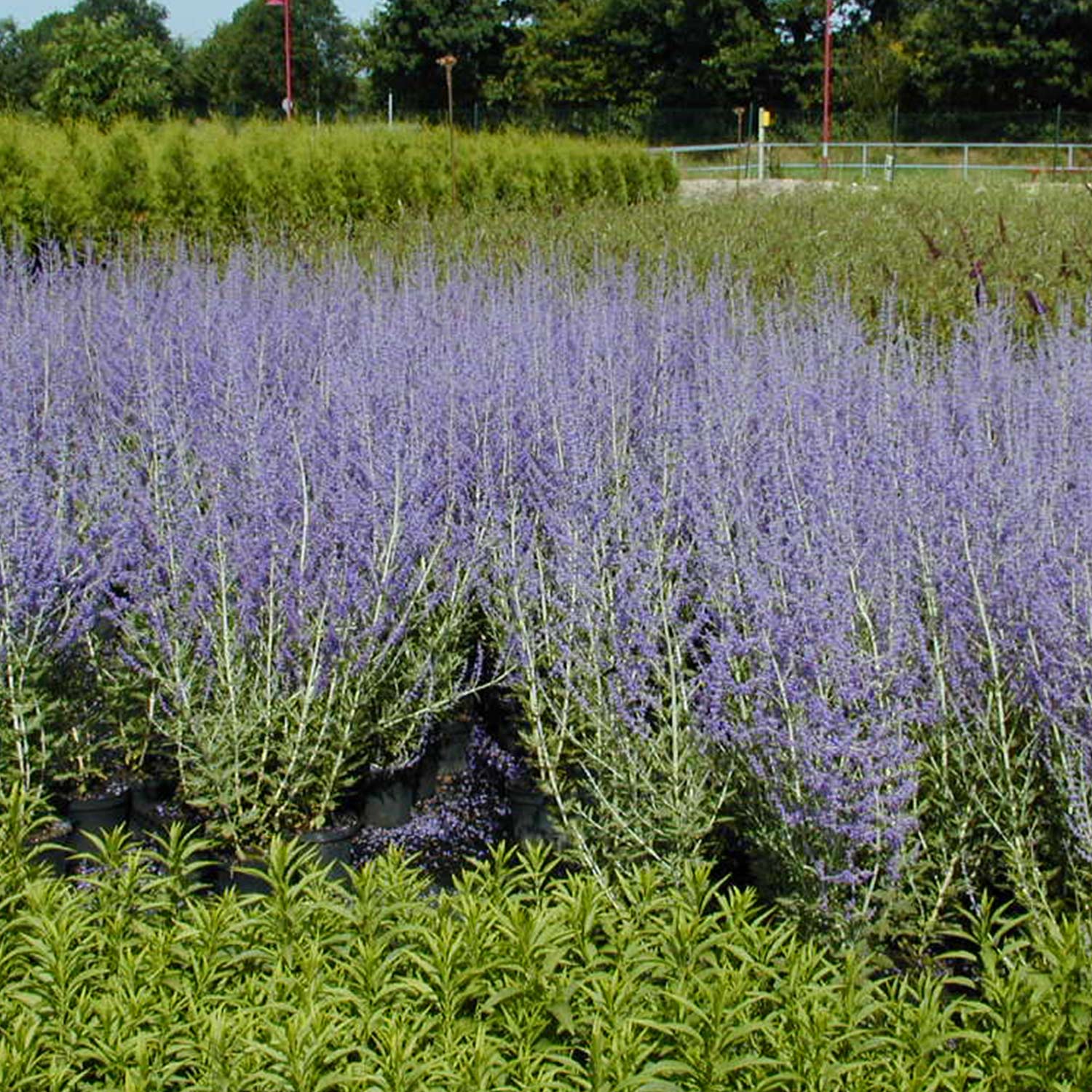 Blauraute 'Lacey Blue®' Liefergröße: 30 - 40 cm